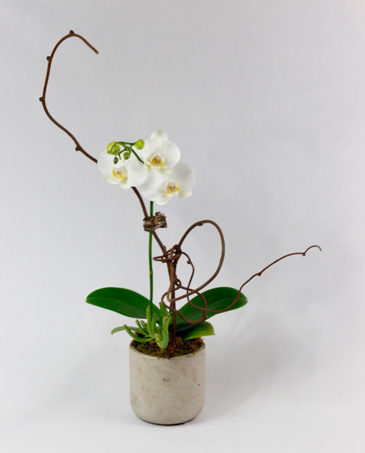 Mini Phalaenopsis Orchid with succulent in Duluth, GA | Floral Cave