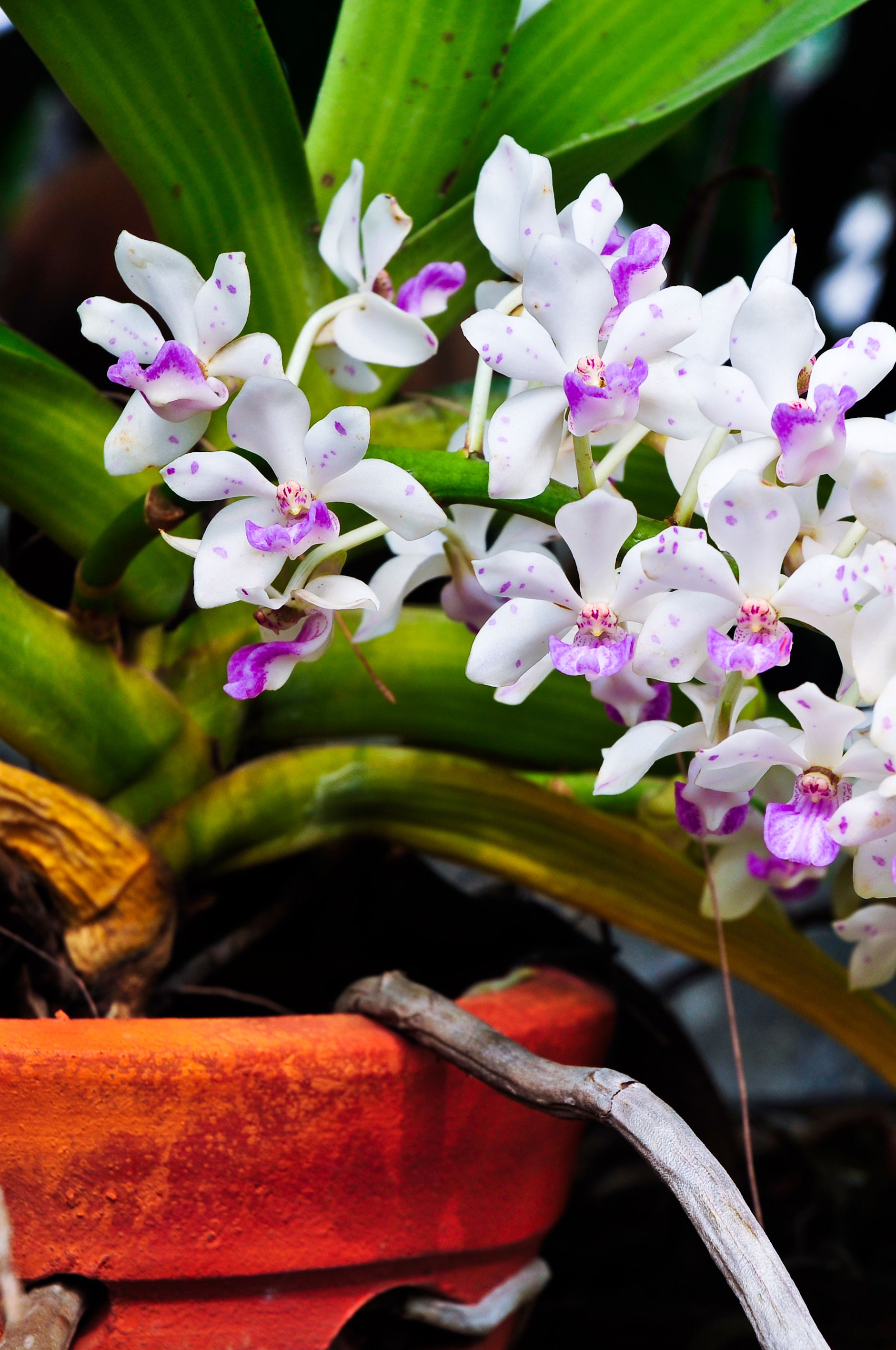 Blooming Orchids of the Month from Hawaii