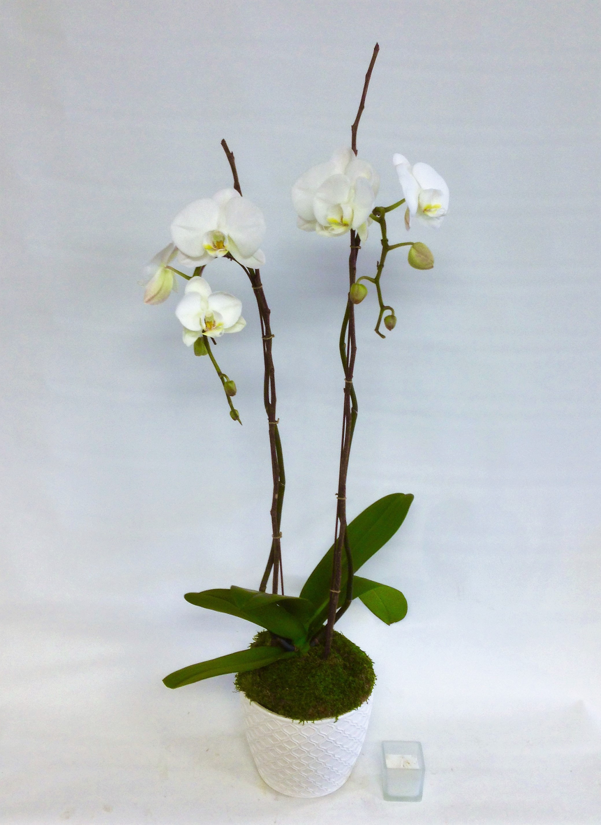 Lovely Phalaenopsis Orchid in Winnetka, IL | Victor Hlavacek Florist ...