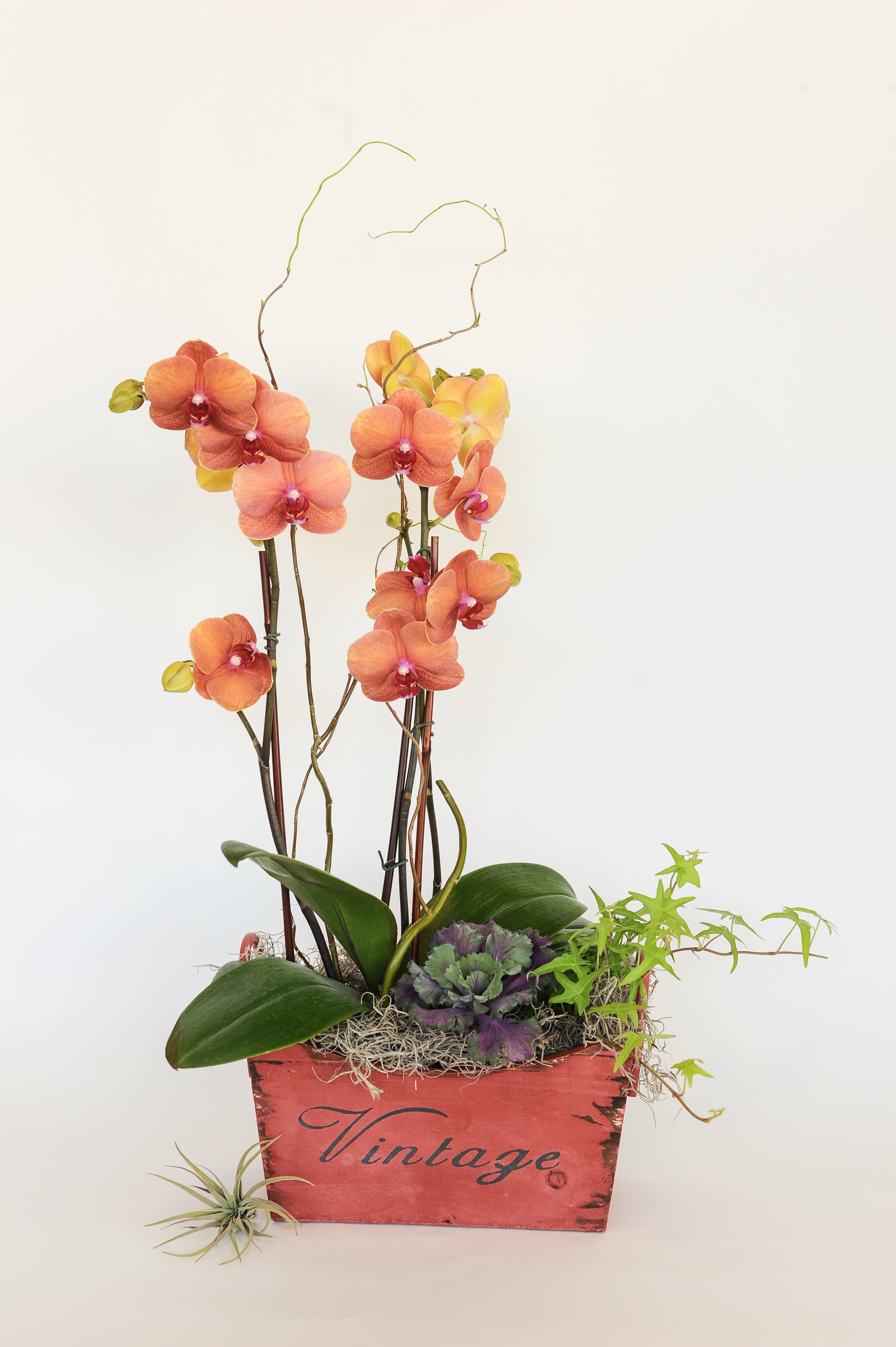 Coral Orchid Arrangement in San Jose, CA | Flowers By Ivy