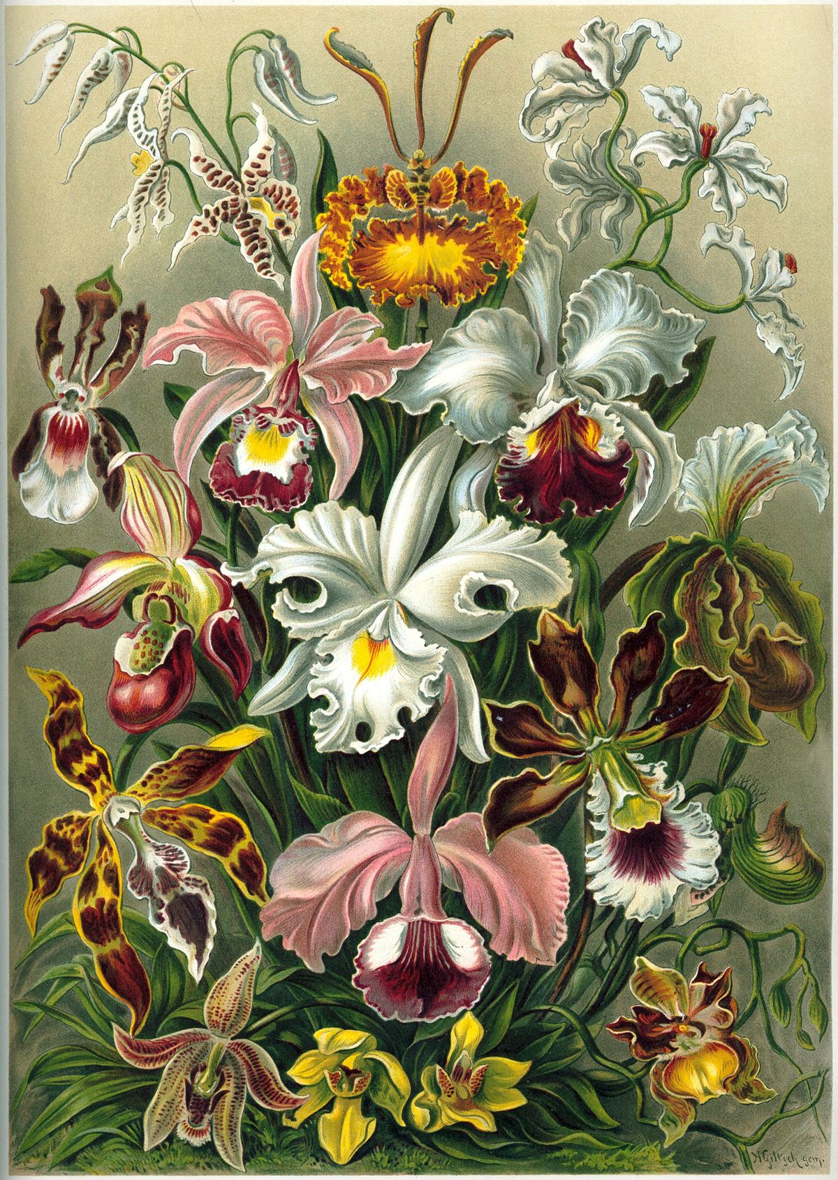 Orchidaceae - Wikipedia