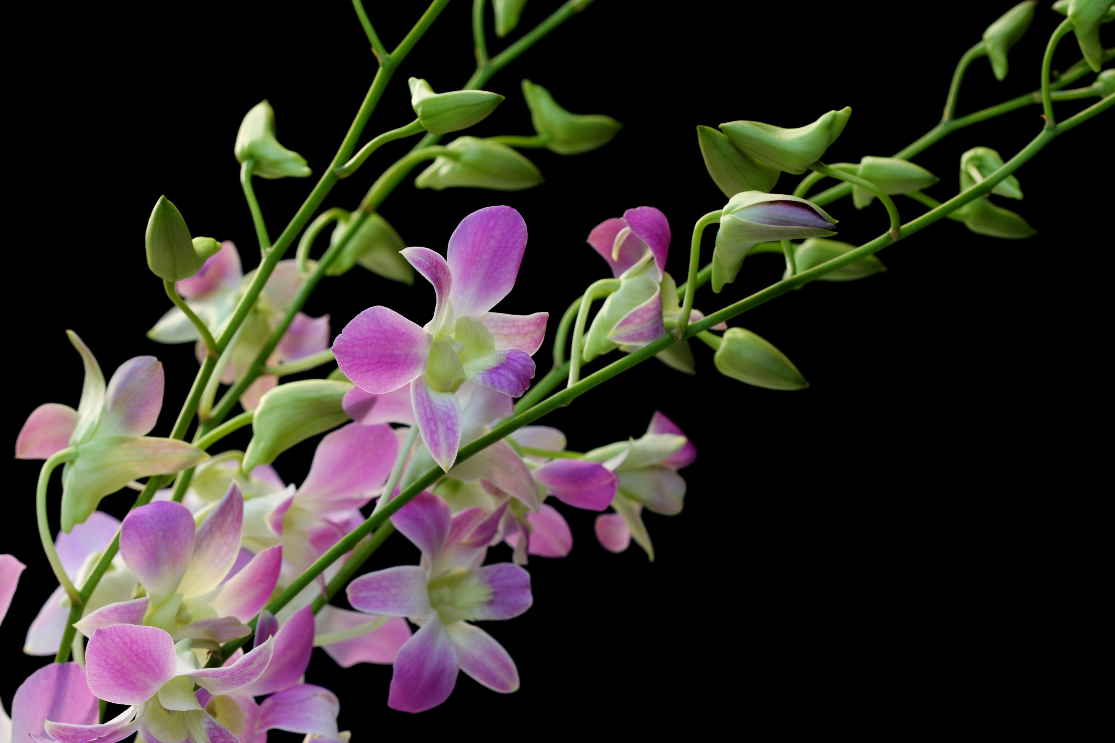 Orchid Sprays - Fresh Hawaiian Cut Dendrobium