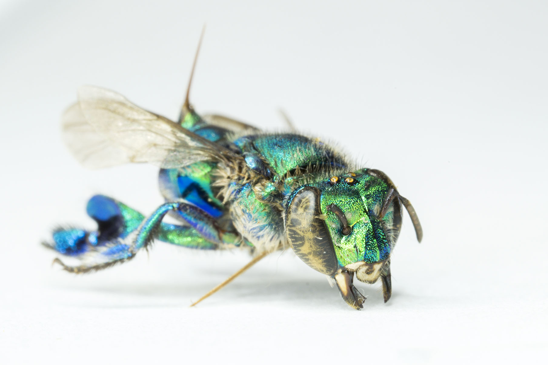 Bug of the Day: Green Orchid Bee - UF/IFAS Entomology and Nematology ...