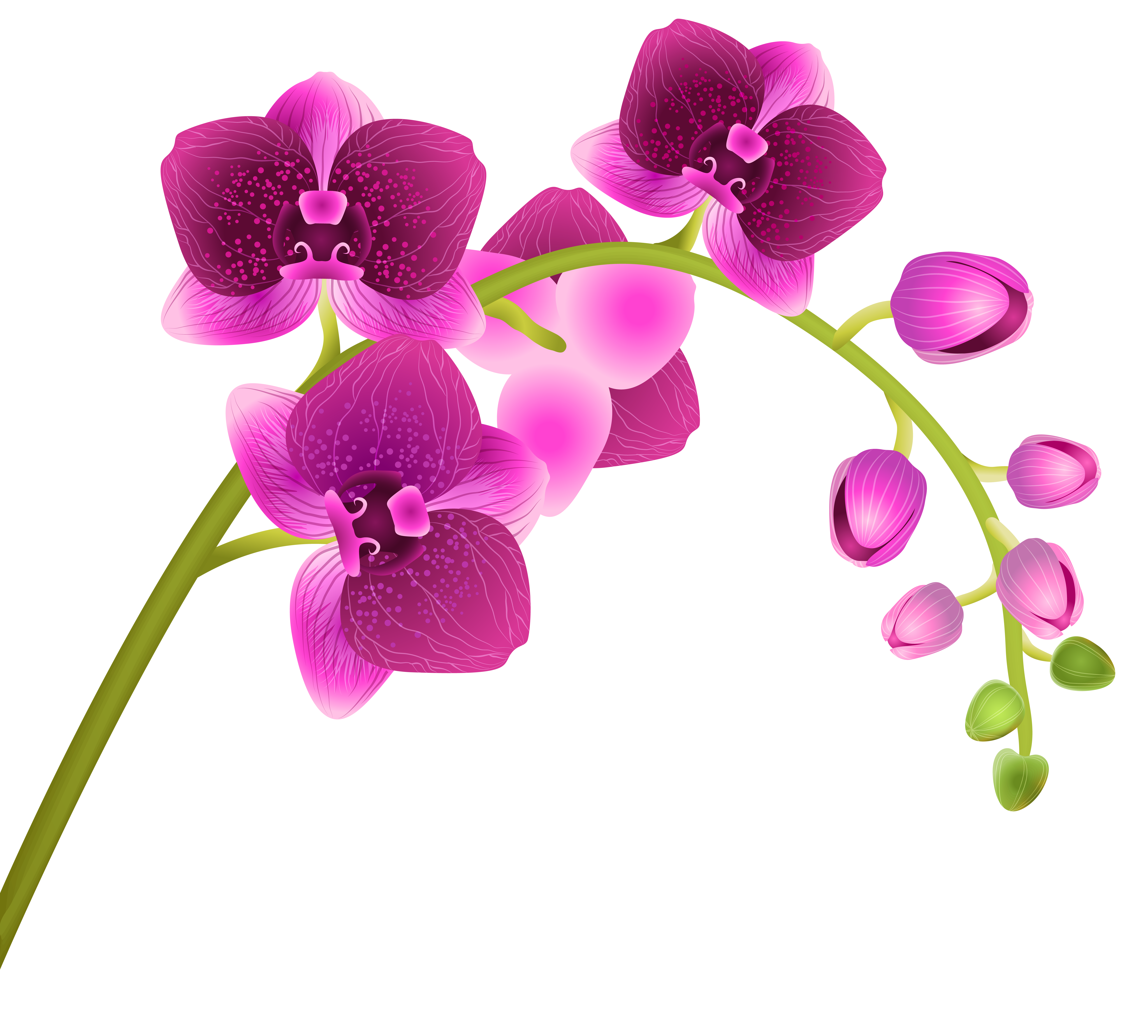 Orchid Flower Transparent PNG Clip Art Image | Gallery Yopriceville ...