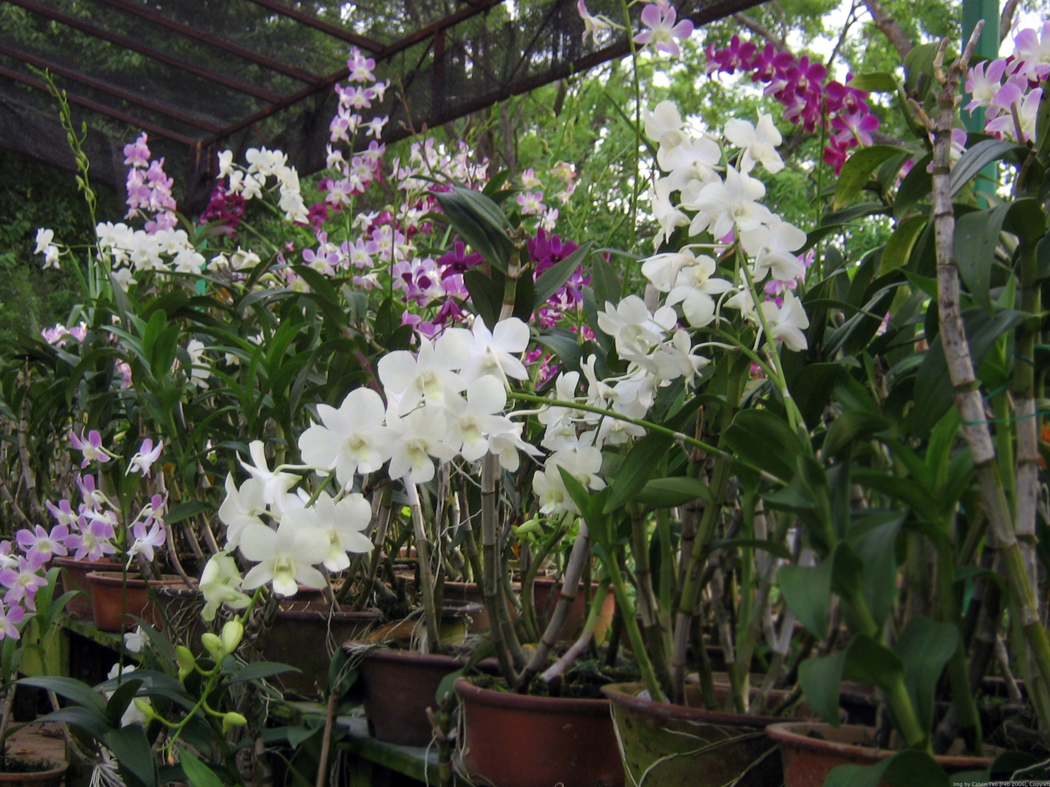 File:Orchid plants.jpg - Wikimedia Commons