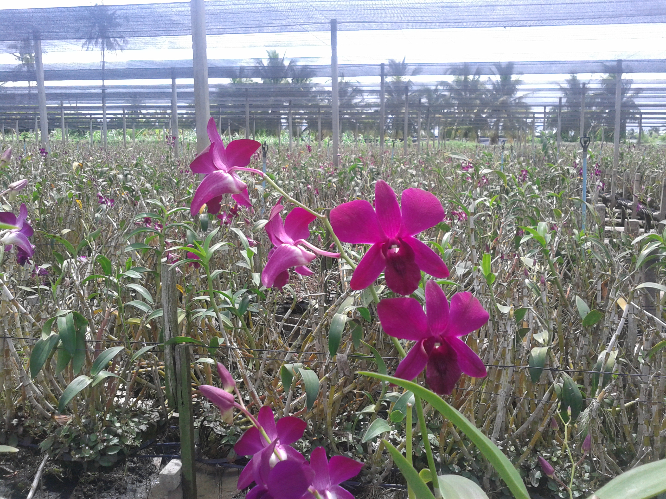 Thai Orchid Nursery Farms - Thai Orchids Exporter