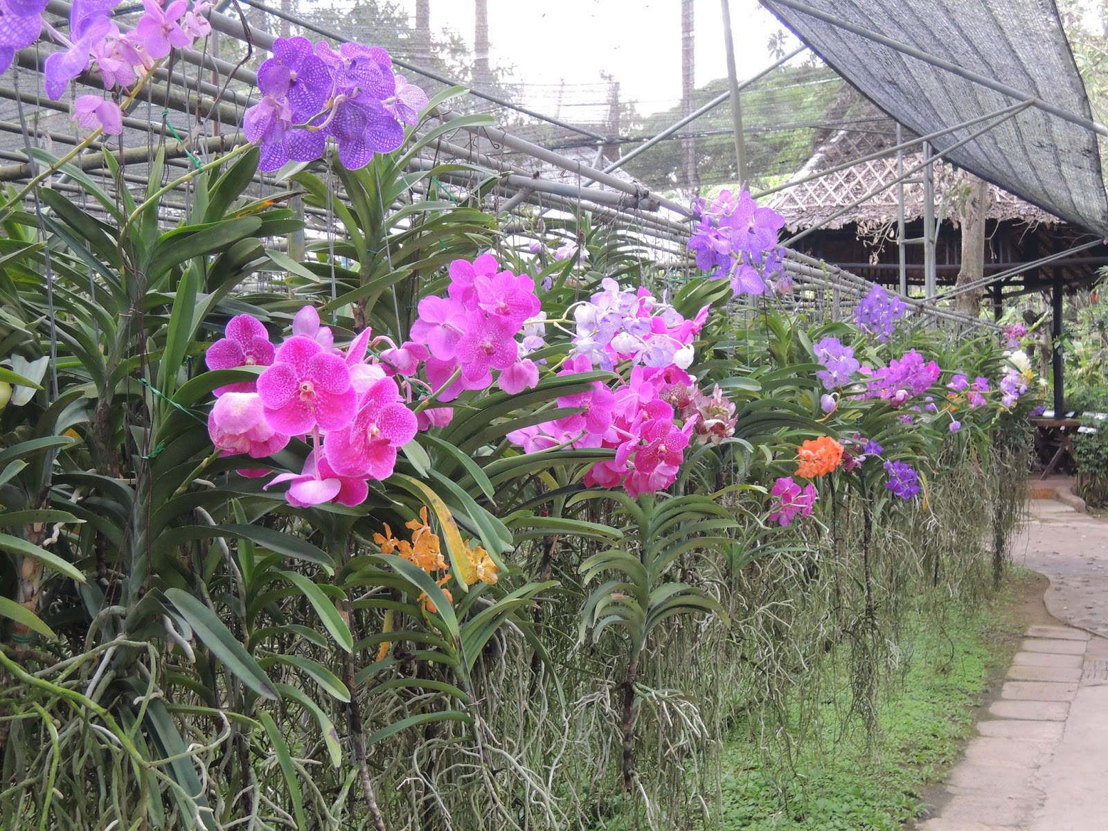 Letters From Annie (Douglass) Lima: Orchid Nursery, Thailand