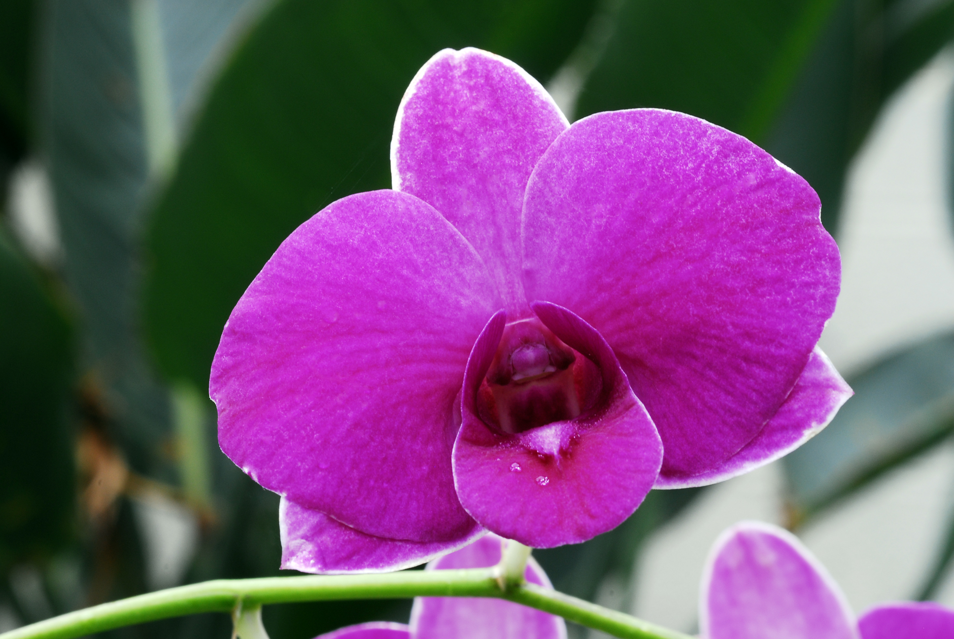 Orchid perfection photo