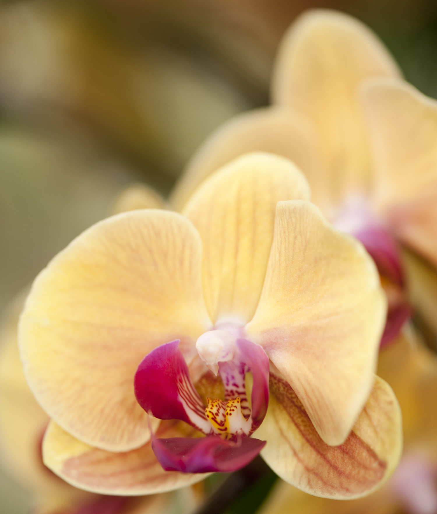Orchid Evenings: Perfection, Shaken - Plant Talk