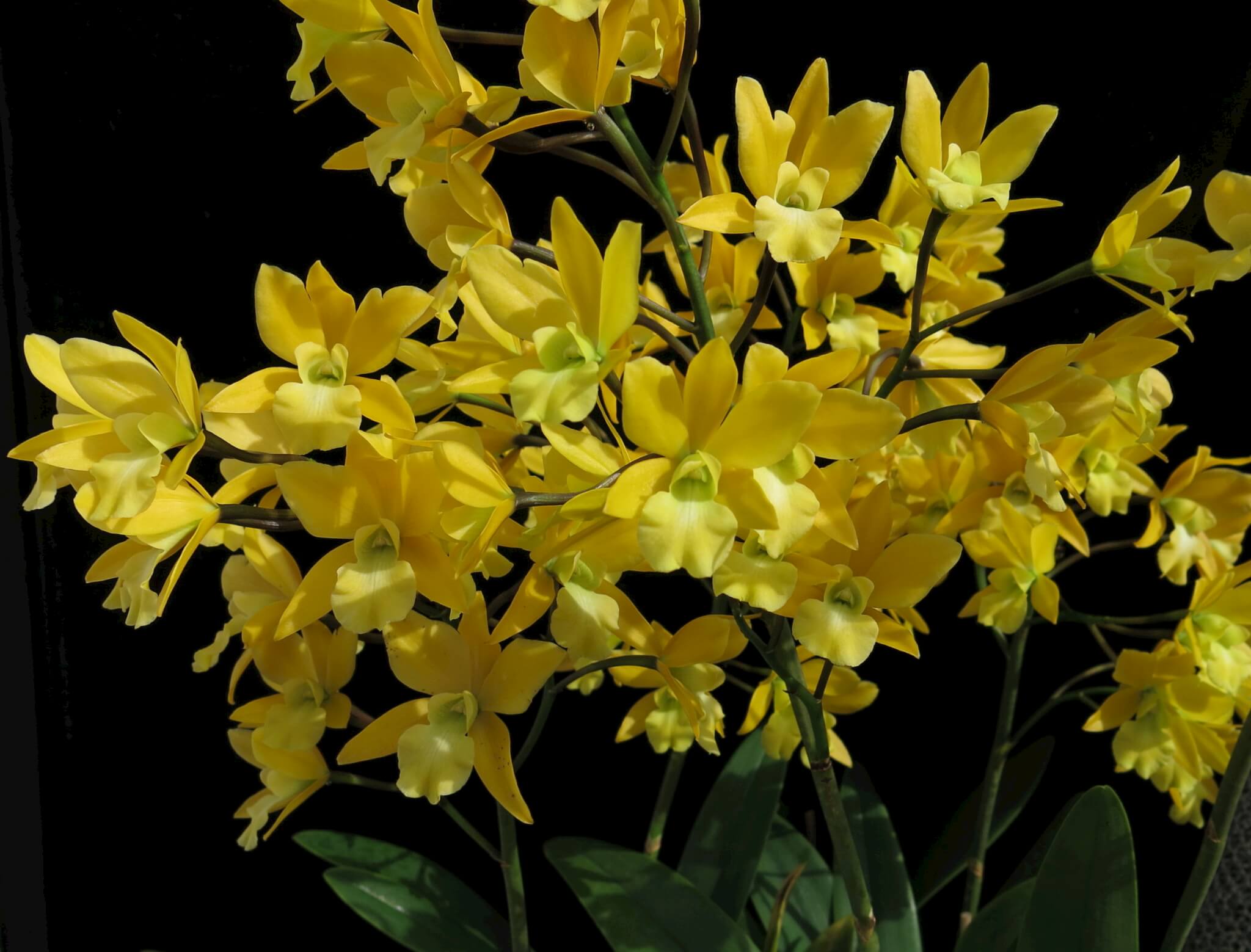 Epilaeliocattleya Golden Sunburst 'Exotic Orchids' - Orchid Exchange