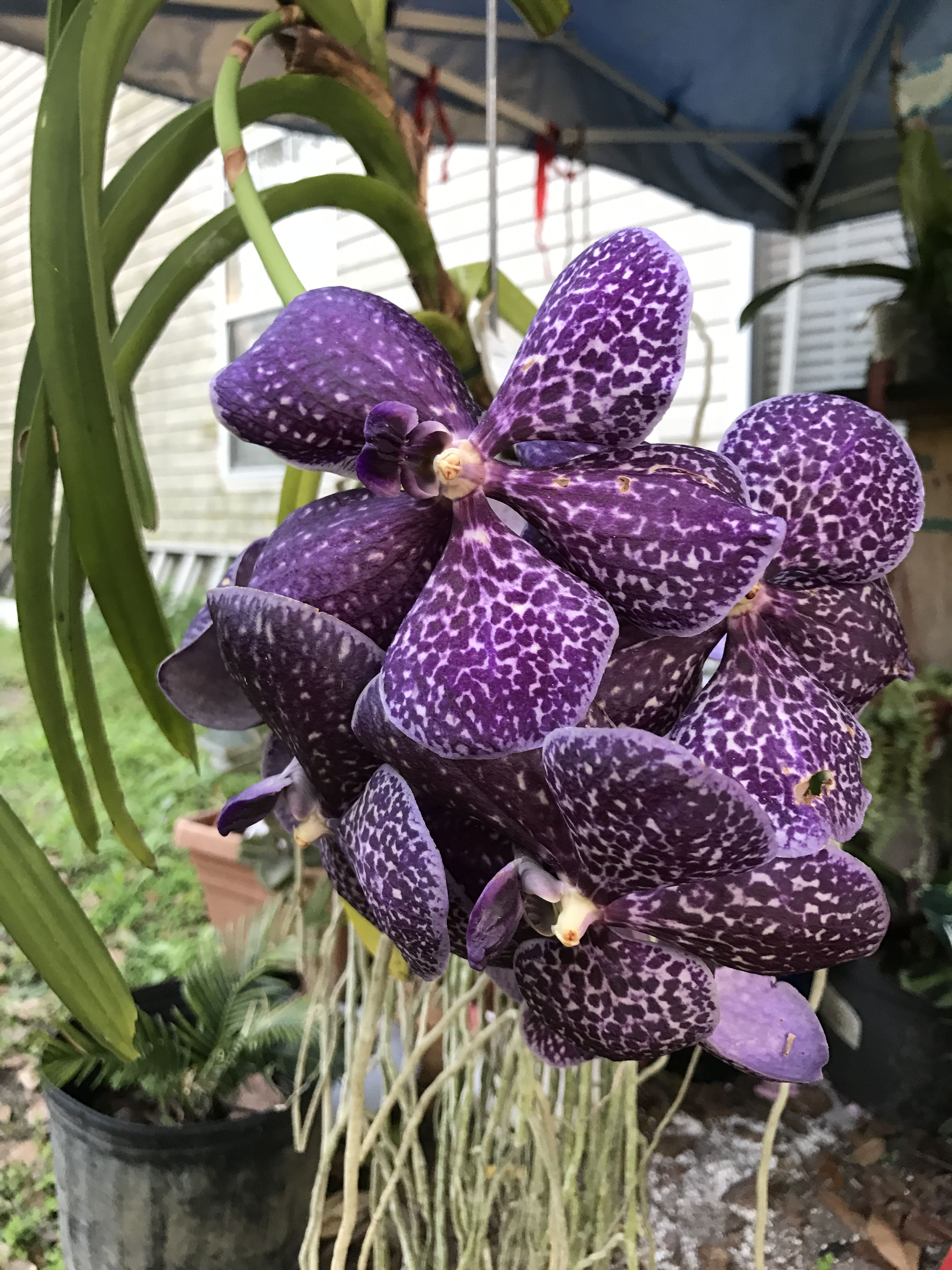 My valentine's day purple Vanda Orchid. The Vanda is a delightful ...