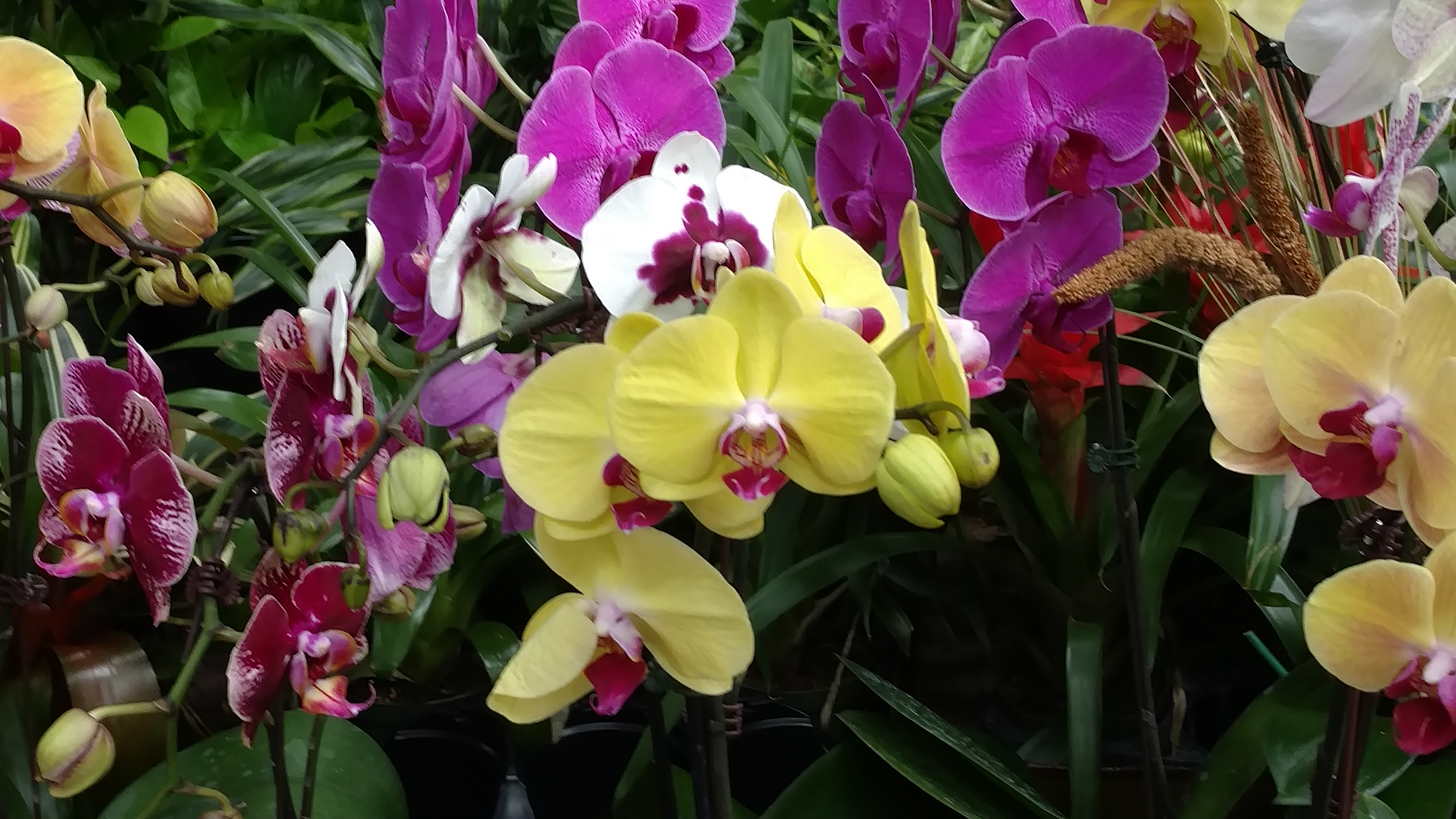 The Ultimate Guide to Orchids | Greener on the Inside