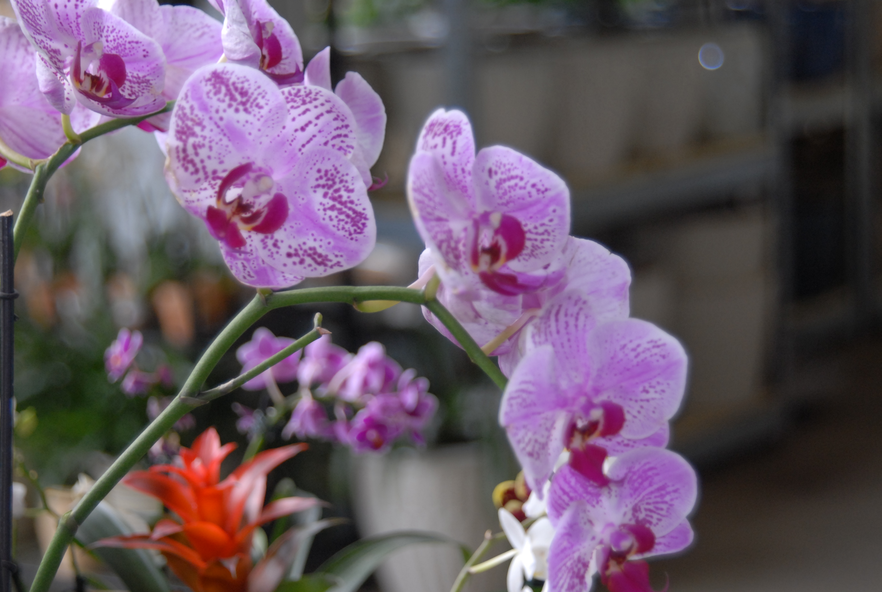 Orchids need proper care