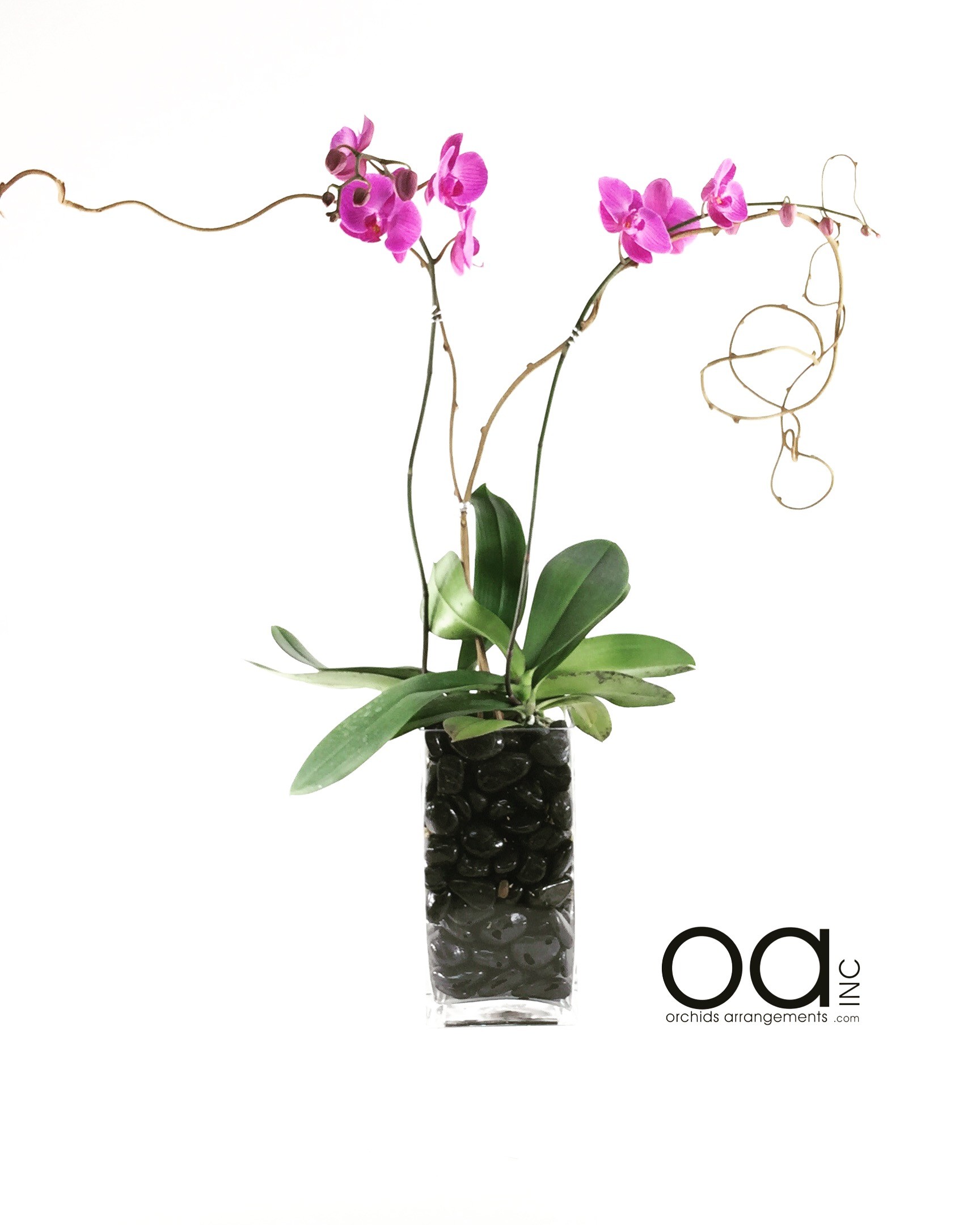 2 Orchids Arrangement Tall Glass Vase in Miami, FL | Orchids ...