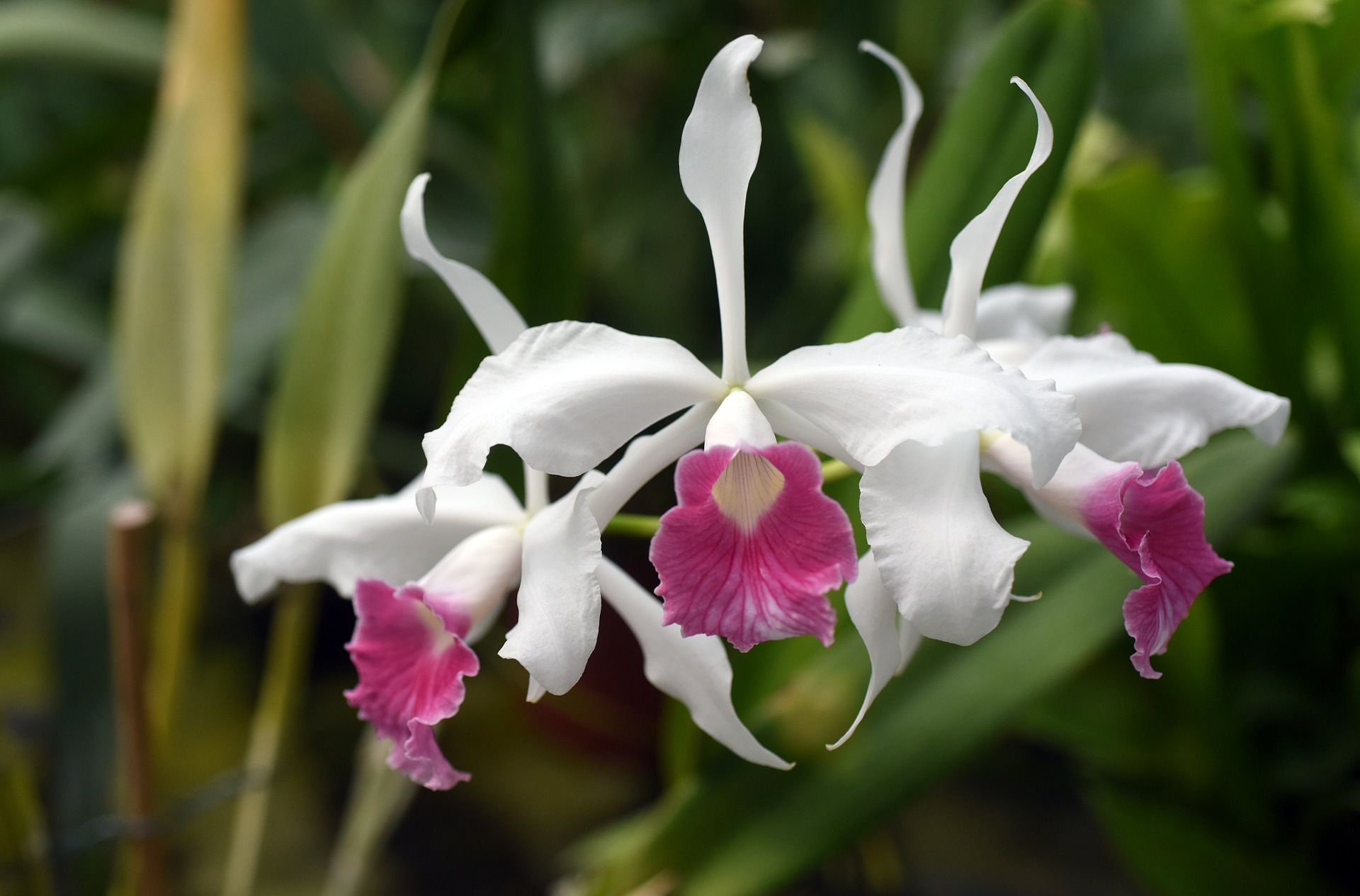 Advice on Growing Laelia Orchids