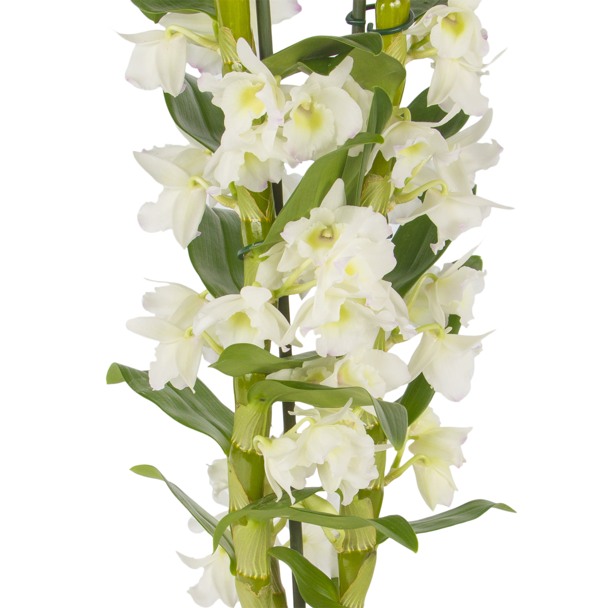 Cymbidium Orchid Care | Pollen Nation