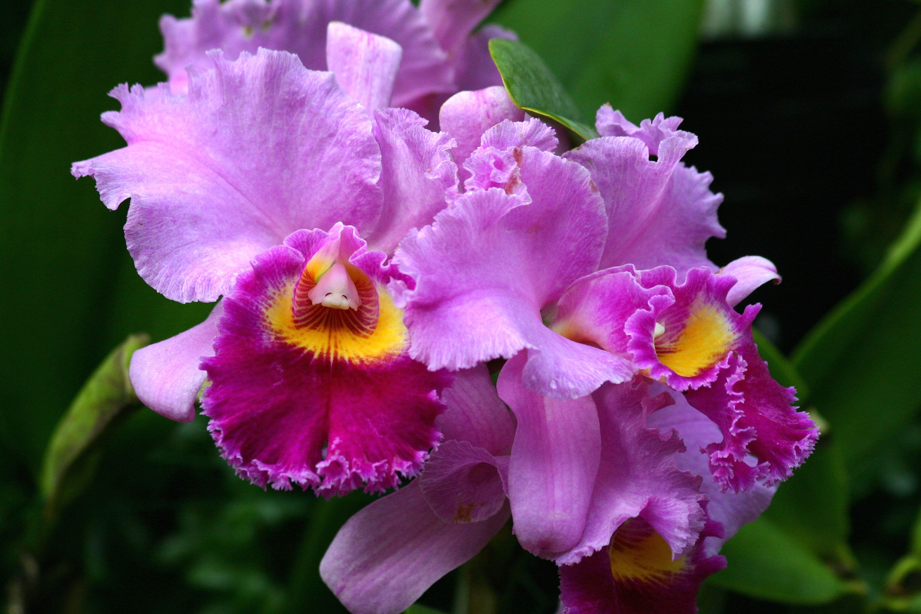 Evening Lecture: Orchids on the Edge | Pennsylvania Horticultural ...