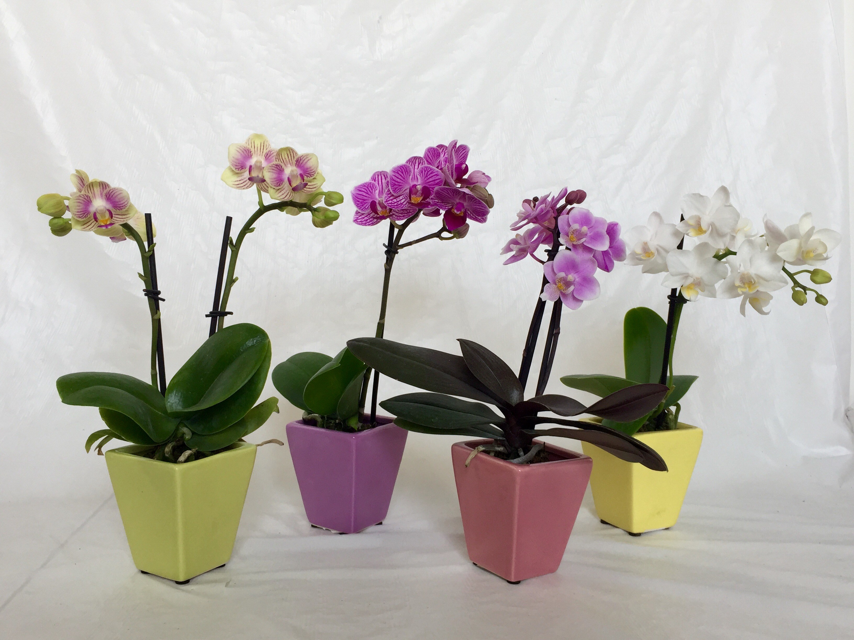 Mini Orchid in Metallic Pot – Micky's Minis Flora Express