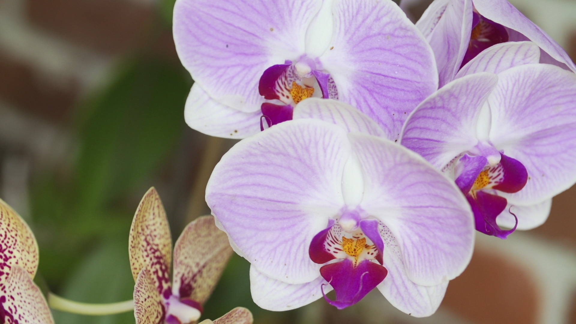 Replacing Florida's Lost Orchids