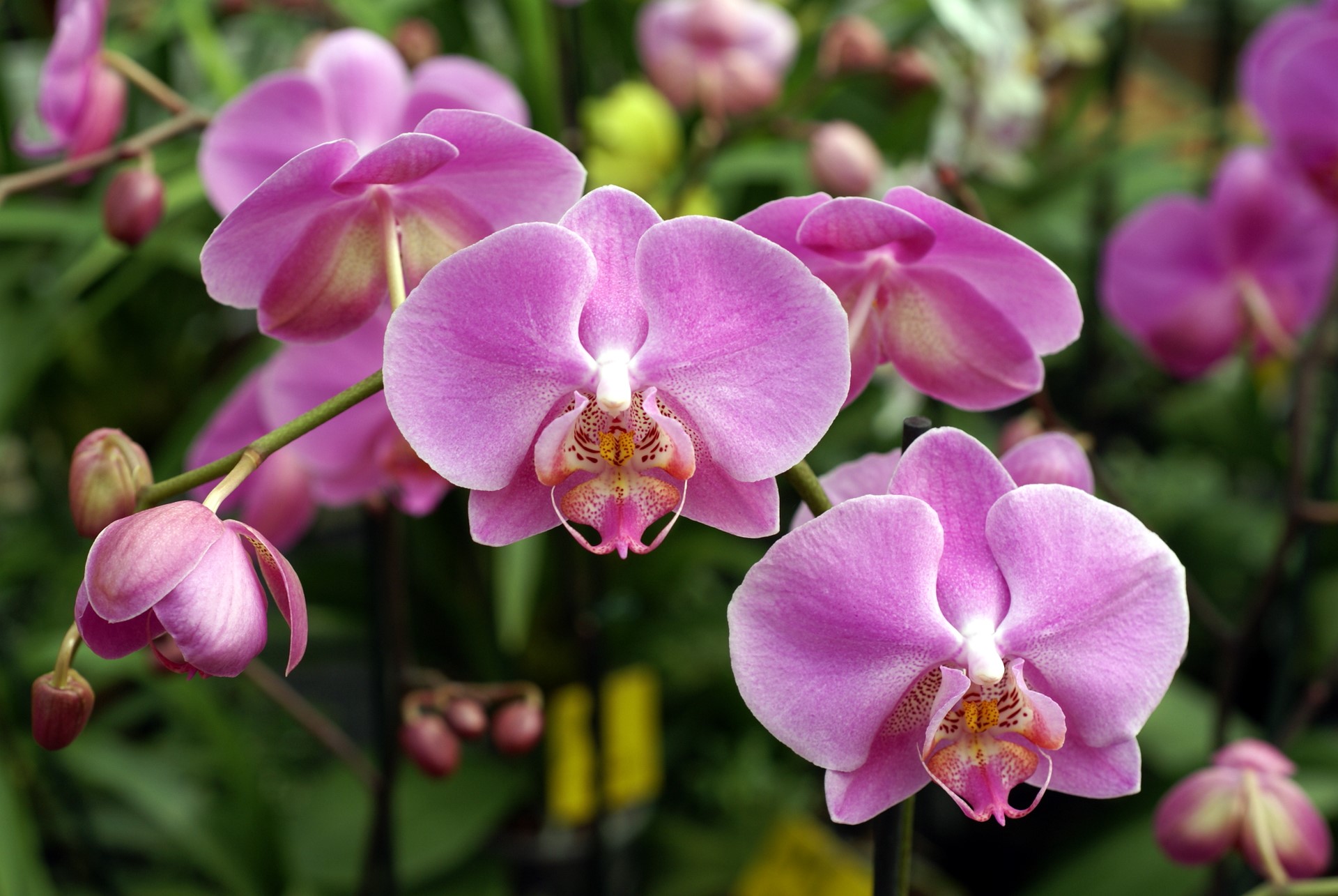 KT Orchids Wholesale KT Orchids and Tropicals Wholesale