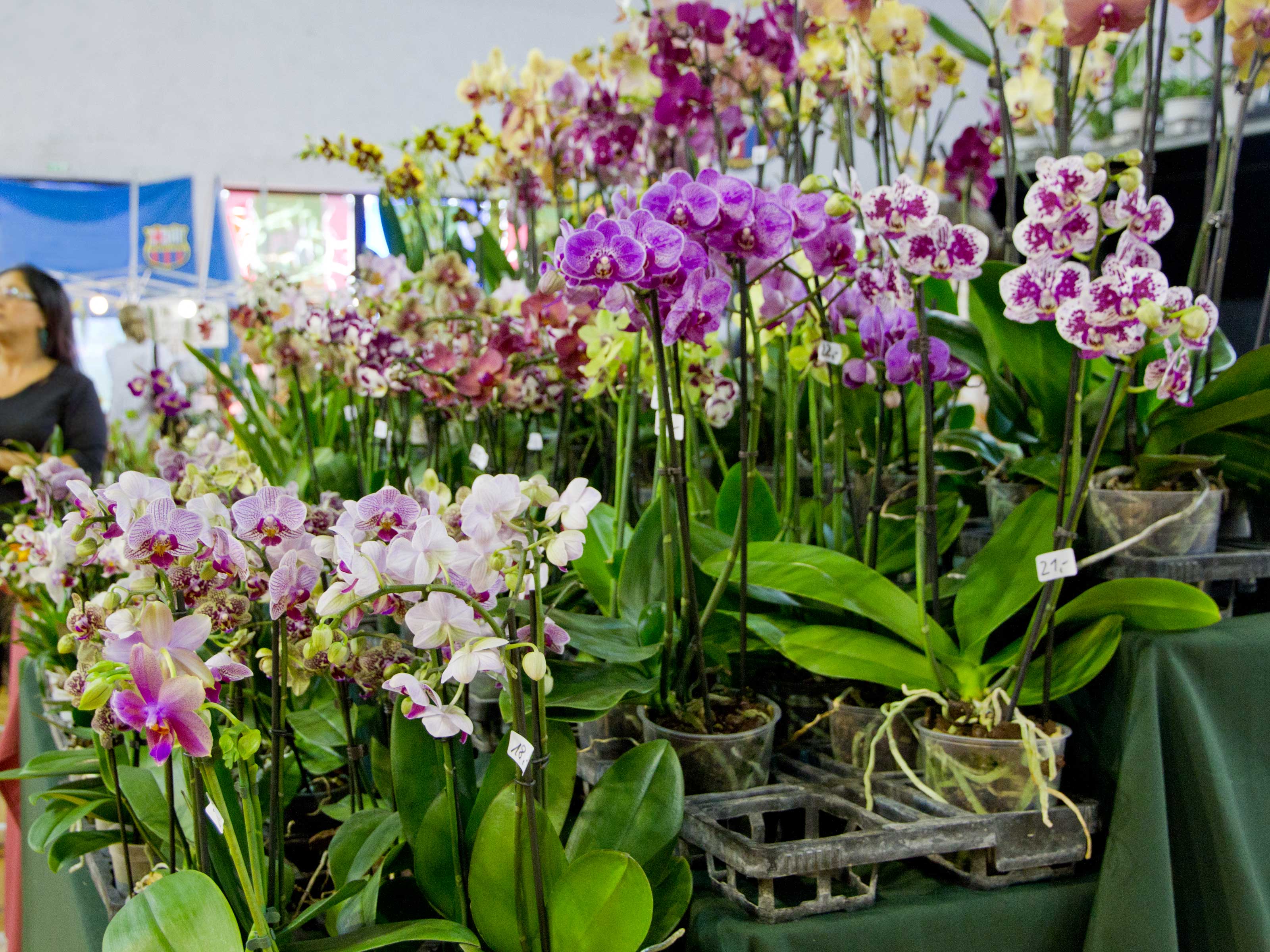 How to Grow Orchids for Profit: 5 Steps (with Pictures) - wikiHow