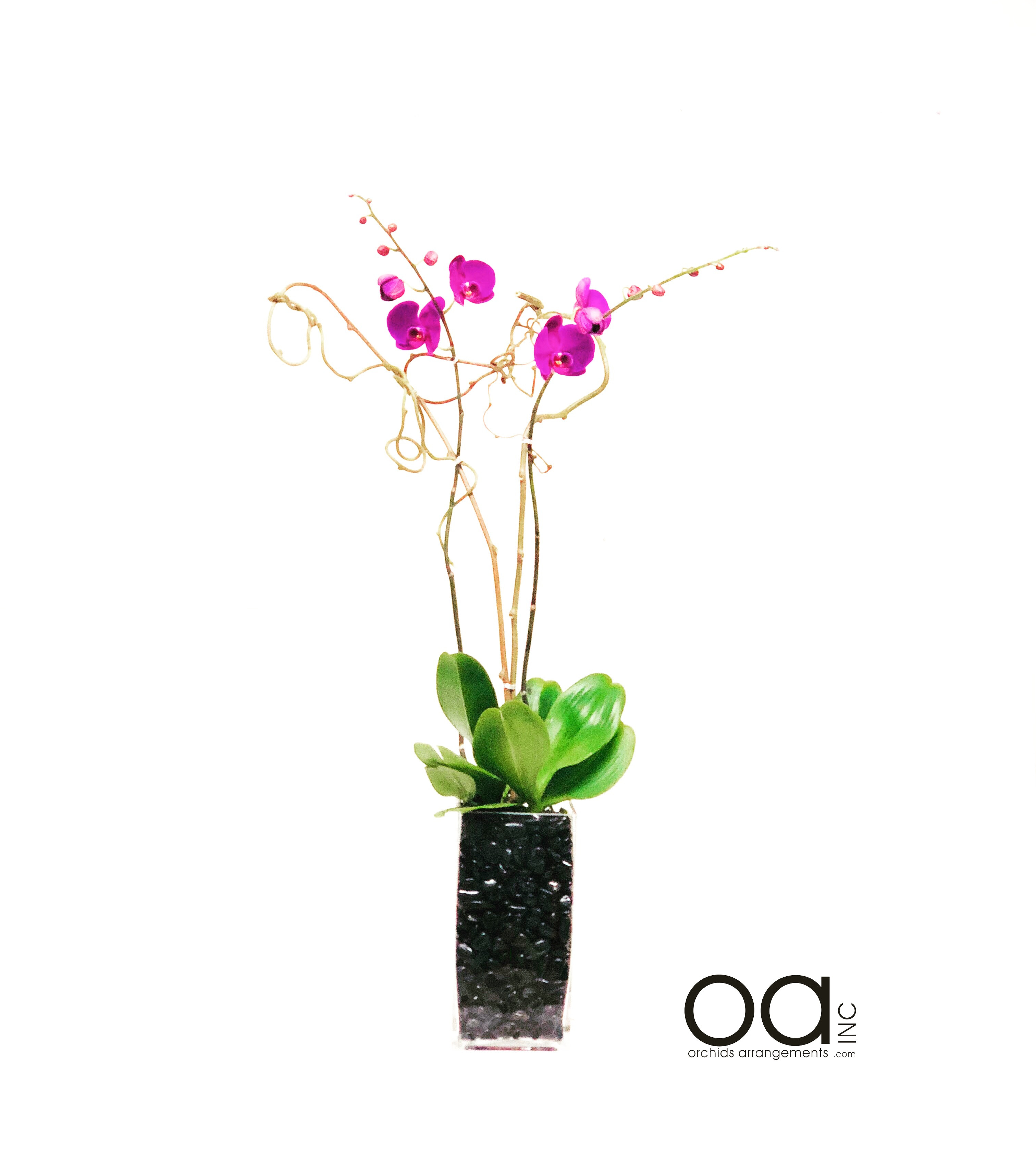3 Orchids Arrangement Tall Glass Vase in Miami, FL | Orchids ...