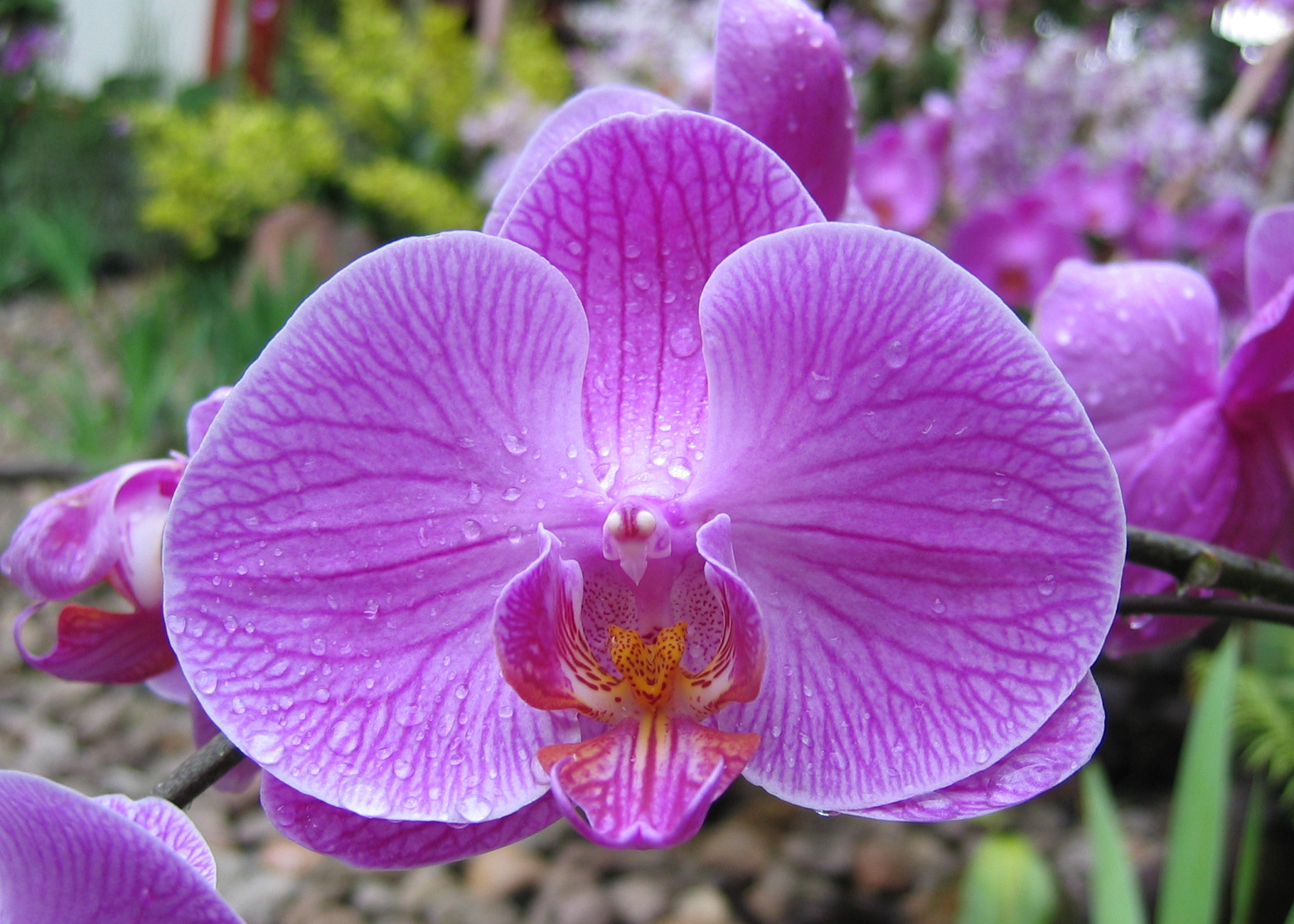 Orchids: Phalaenopsis, Doritaenopsis and Vanda