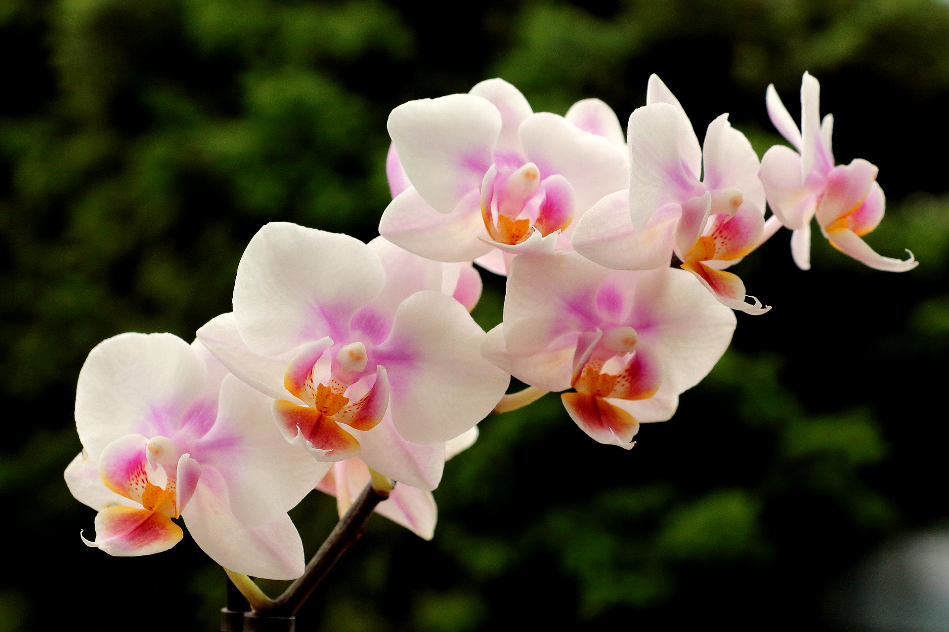 Picking and Caring for Orchids | Espoma