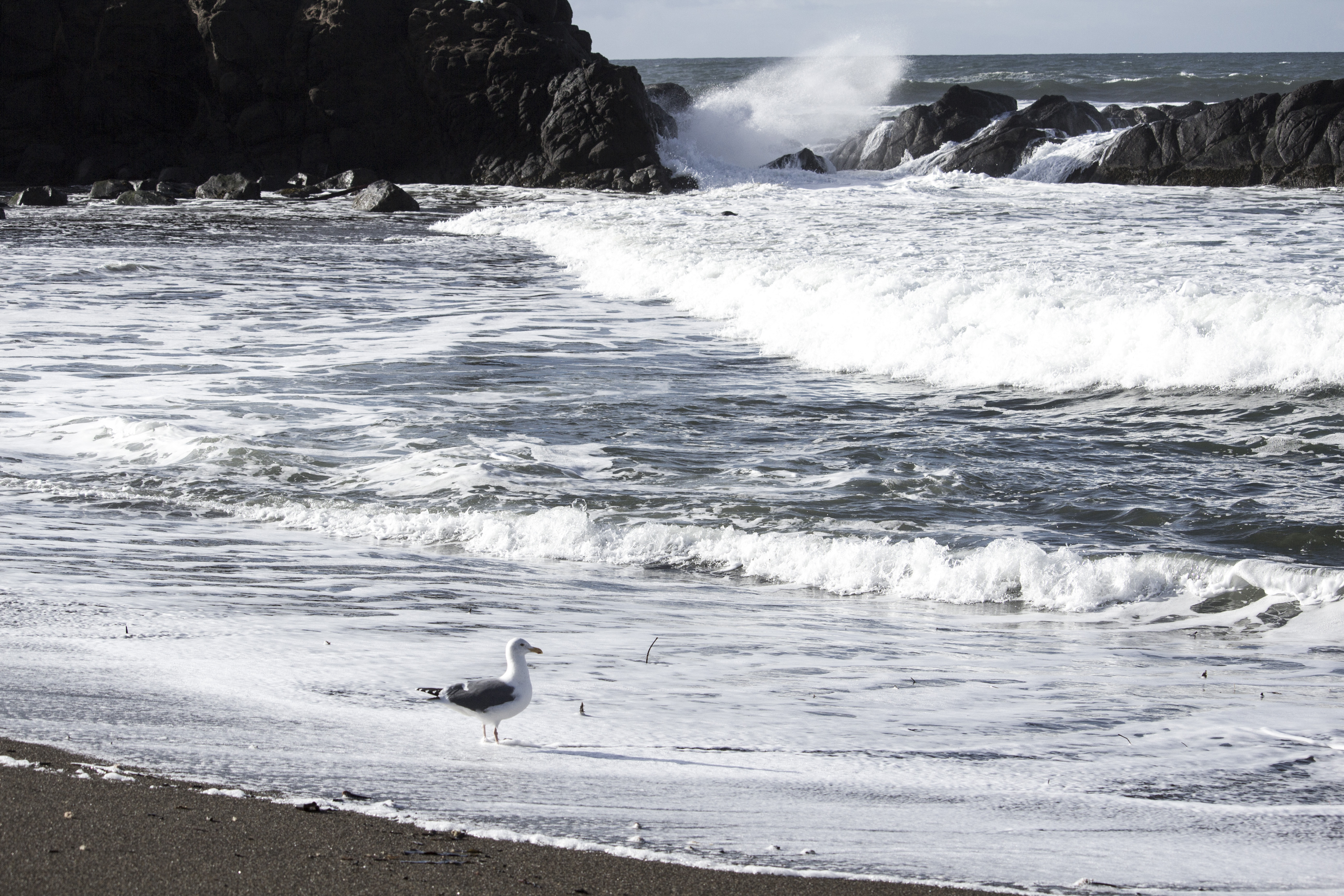 Oregon coast and seagull photo
