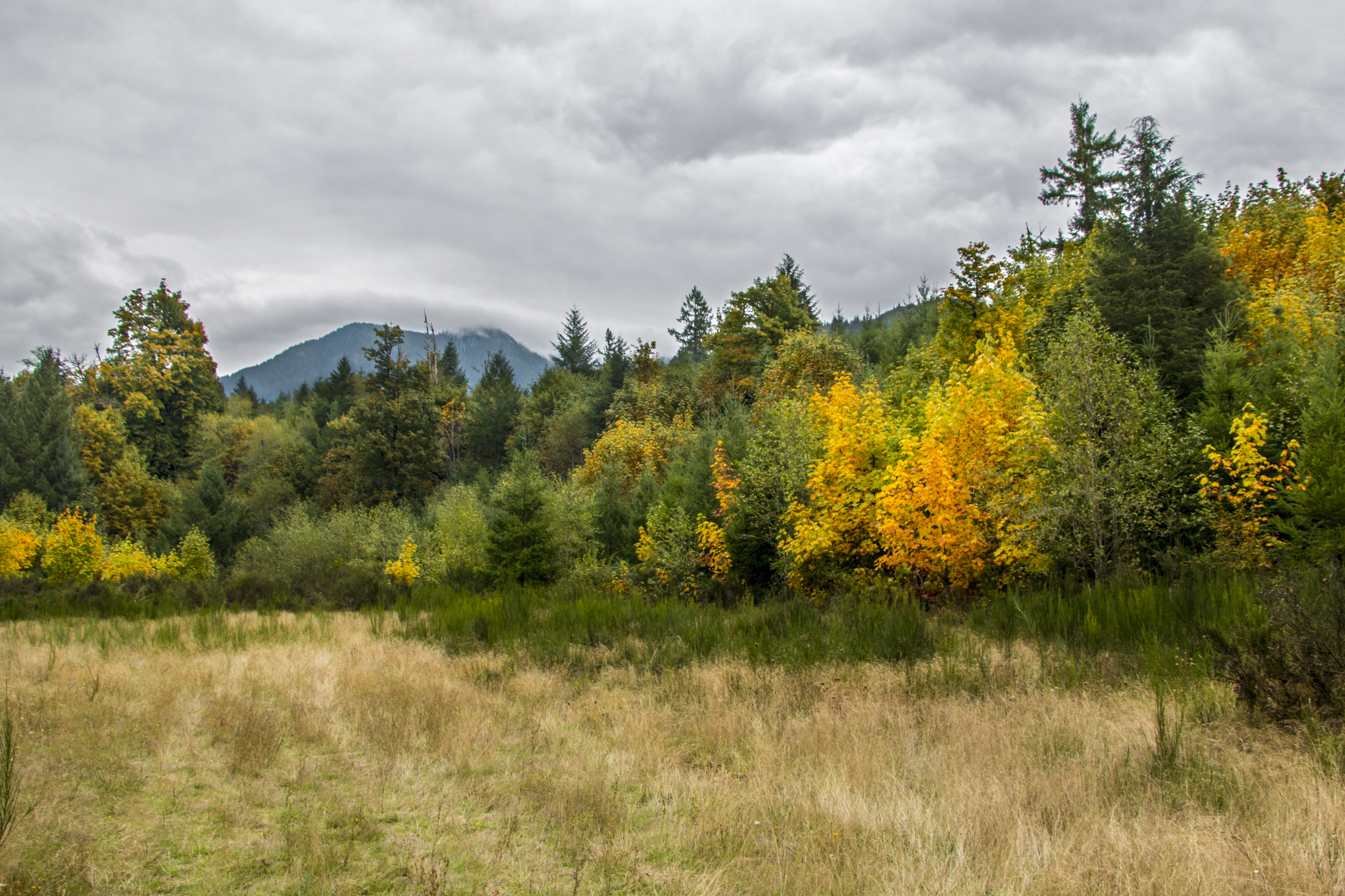 Oregon meadow, fall leaves photo