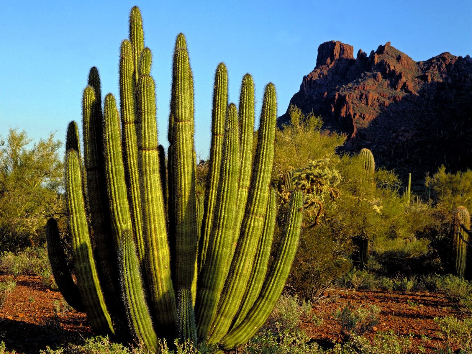 Organ Pipe Cactus National Monument, Arizona - YouTube