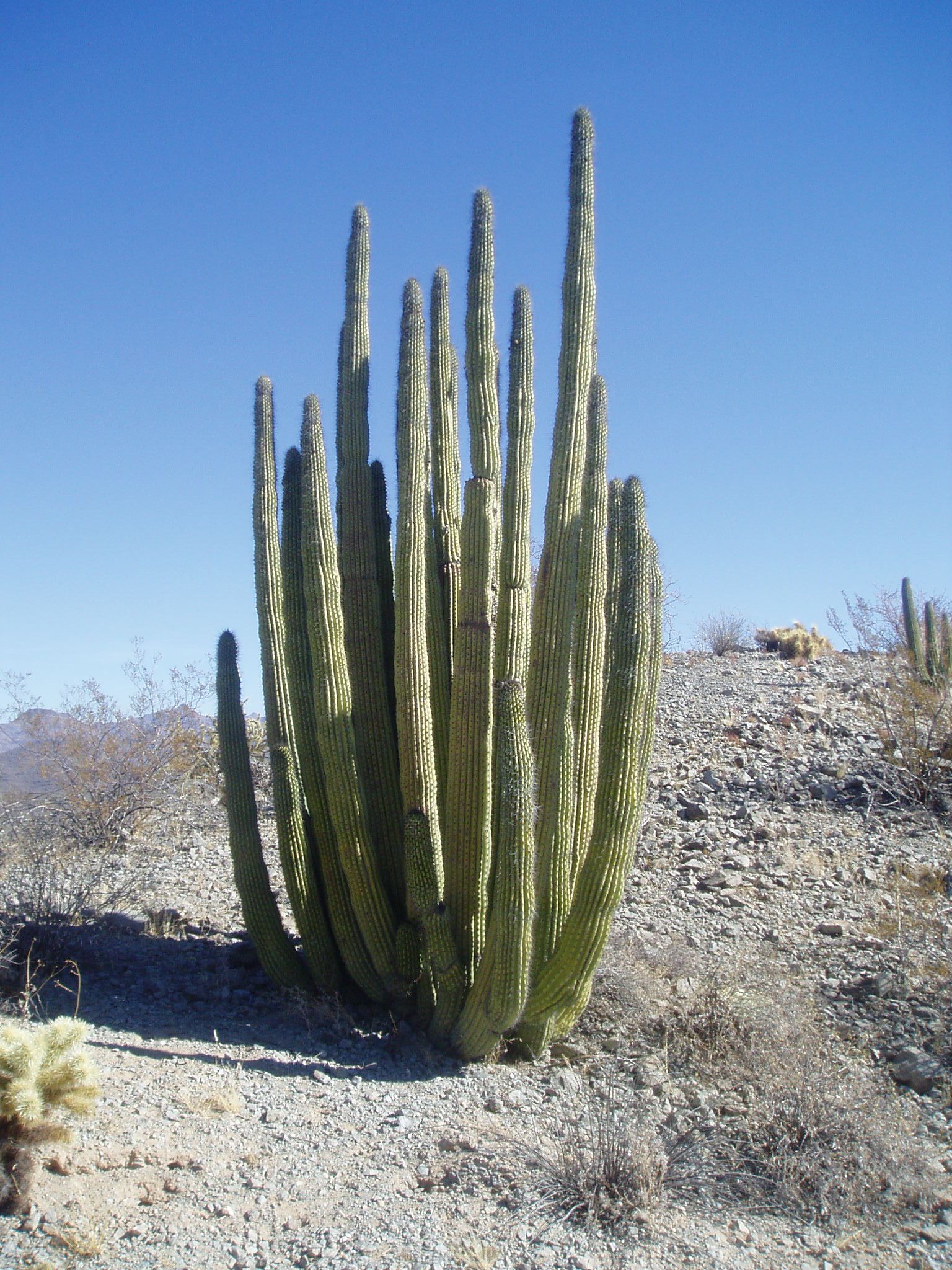 photo of Organ Pipe Cactus National Monument | God's creation ...