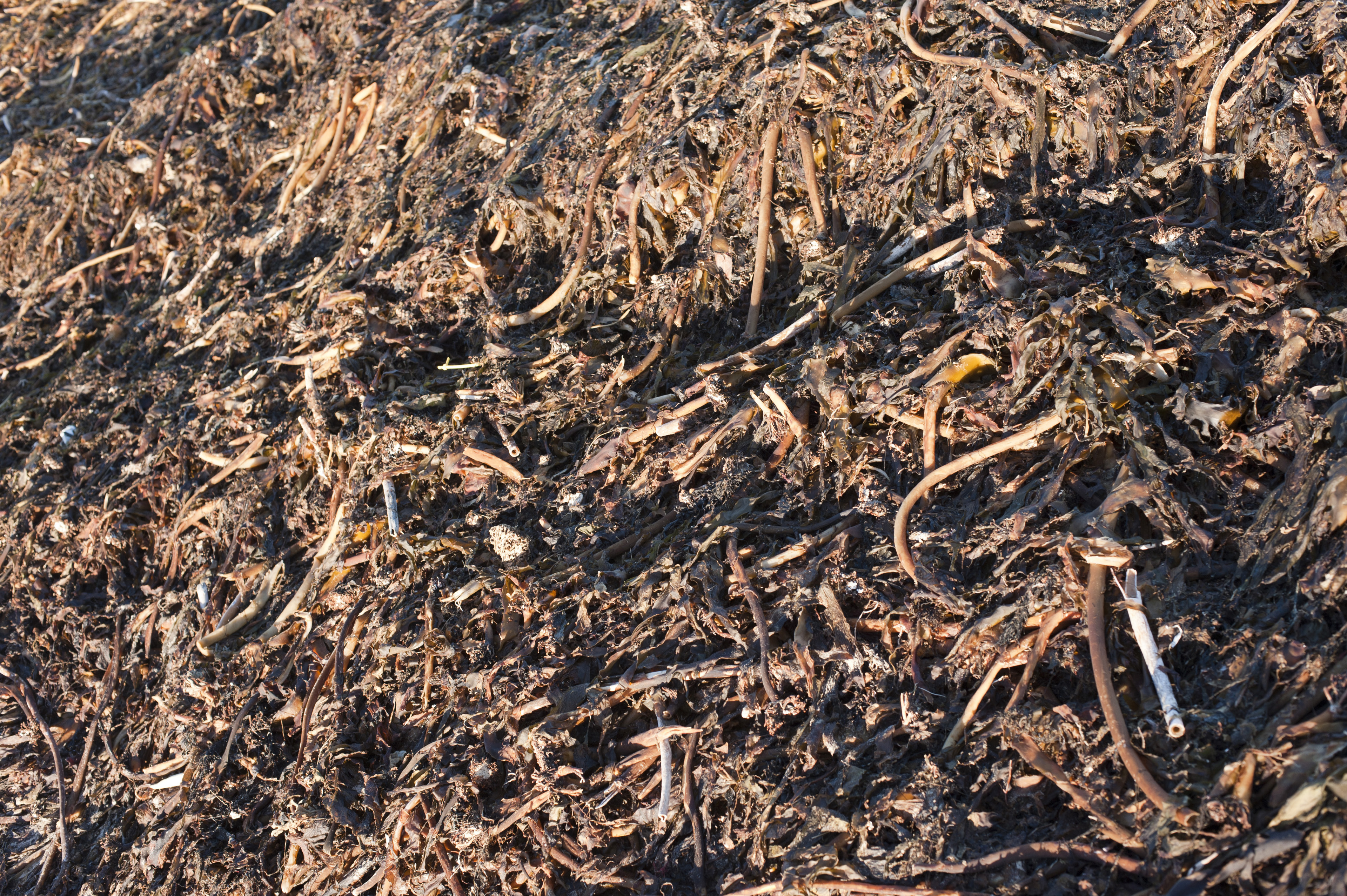 Image of Background texture of beached kelp seaweed | Freebie ...