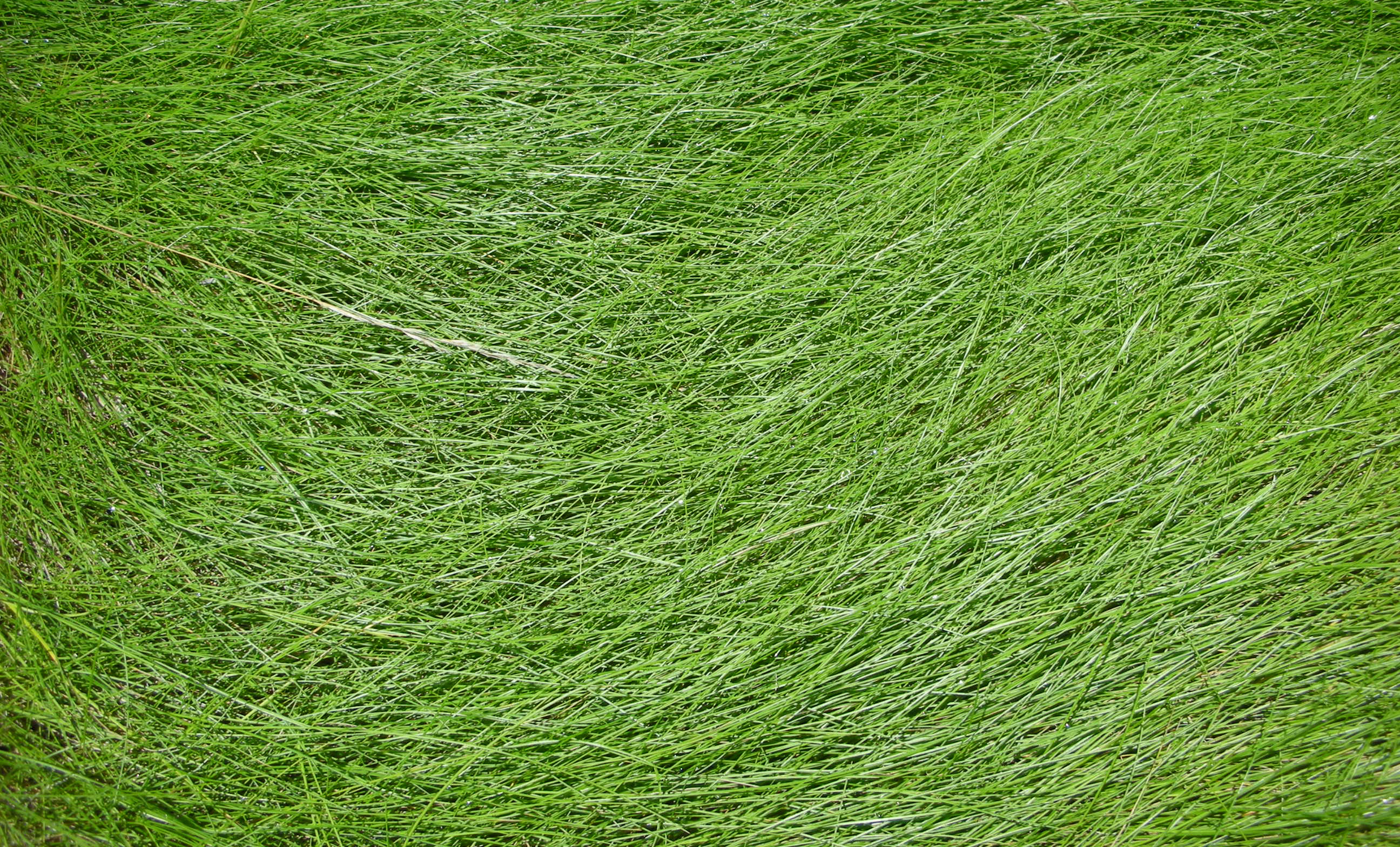 Green Grass Background Fifteen | Photo Texture & Background