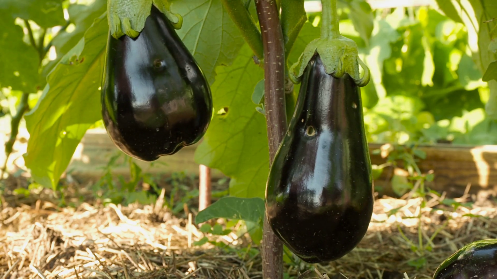 Organic, bio eggplant, aubergine plant grow in the garden, beautiful ...
