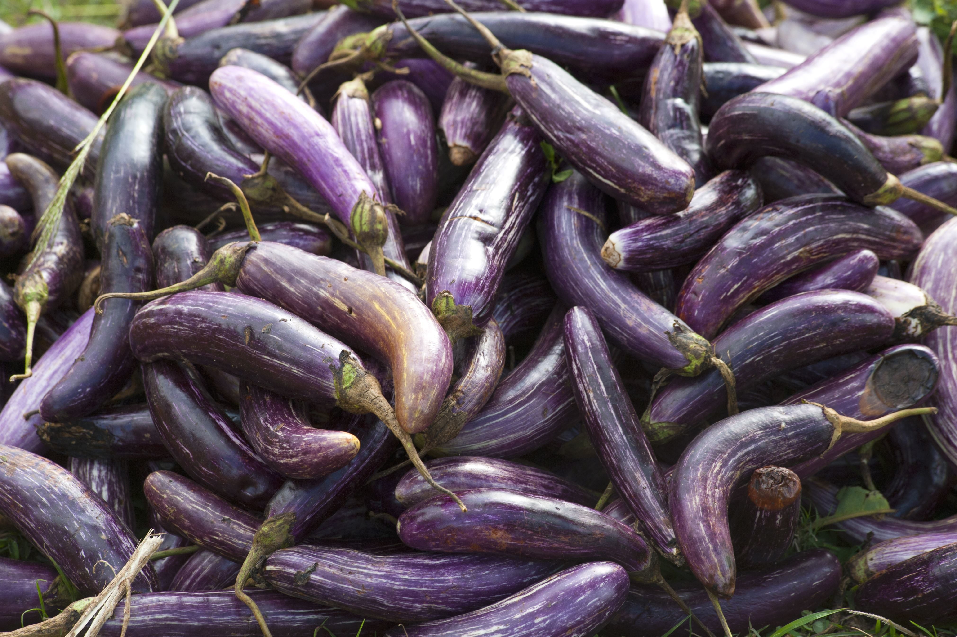 Free picture: aubergine, agriculture, organic vegetable, purple ...