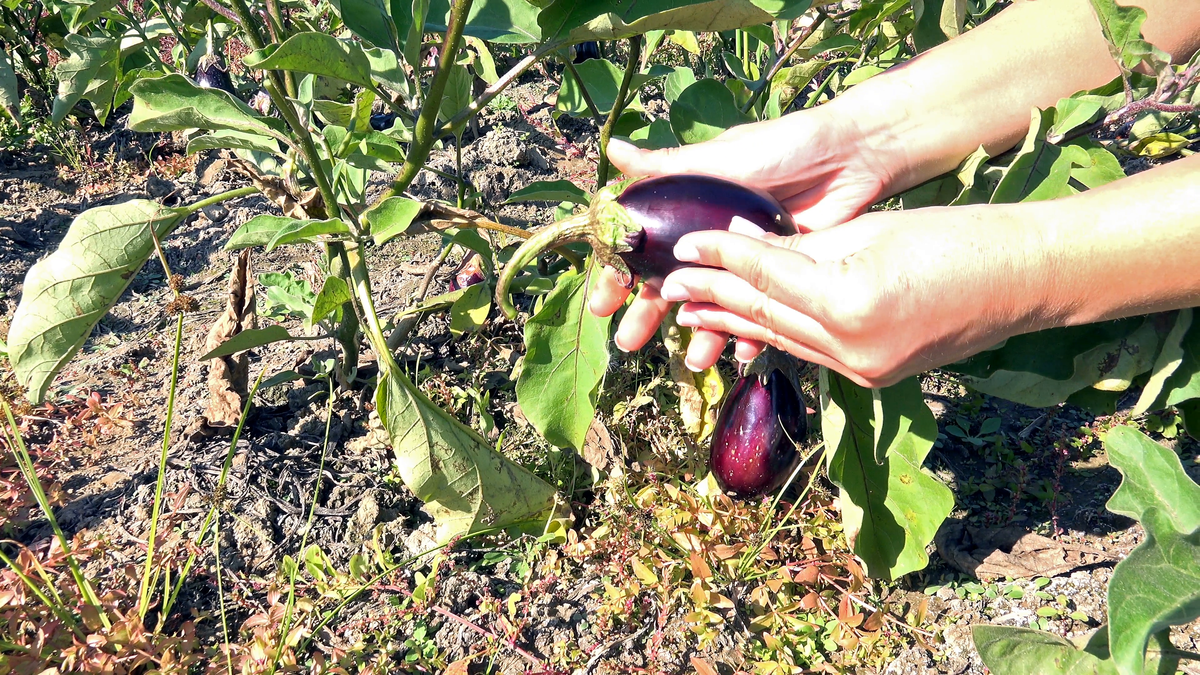 4k Organic, bio eggplant, hand collect harvest. Aubergine Stock ...