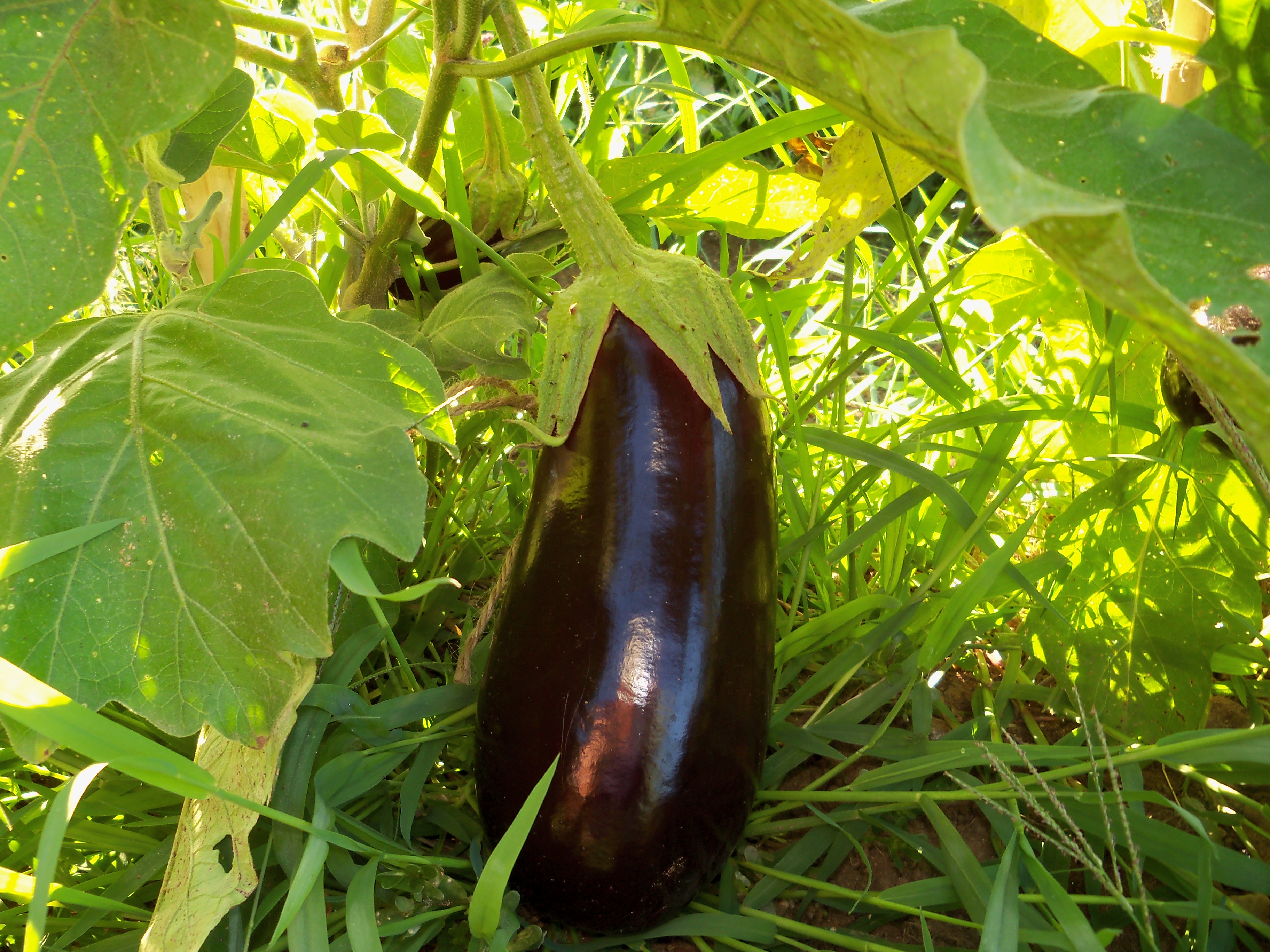 Organic Eggplants | Autumn Harvest Orchard, LLC