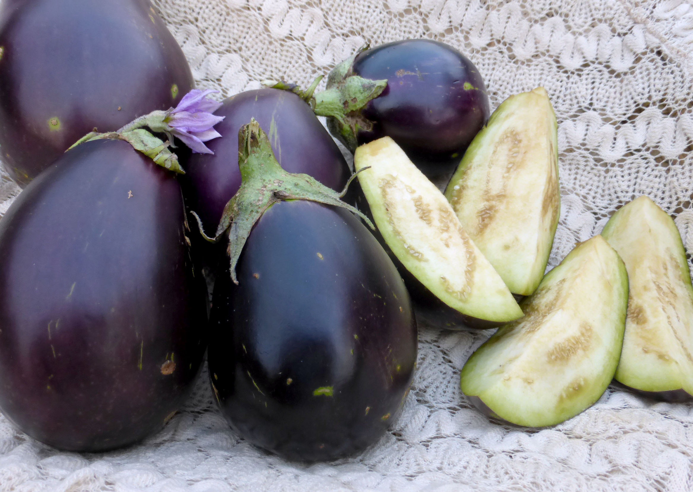 Morden Midget (Morden Mini) Eggplant, 0.25 g : Southern Exposure ...