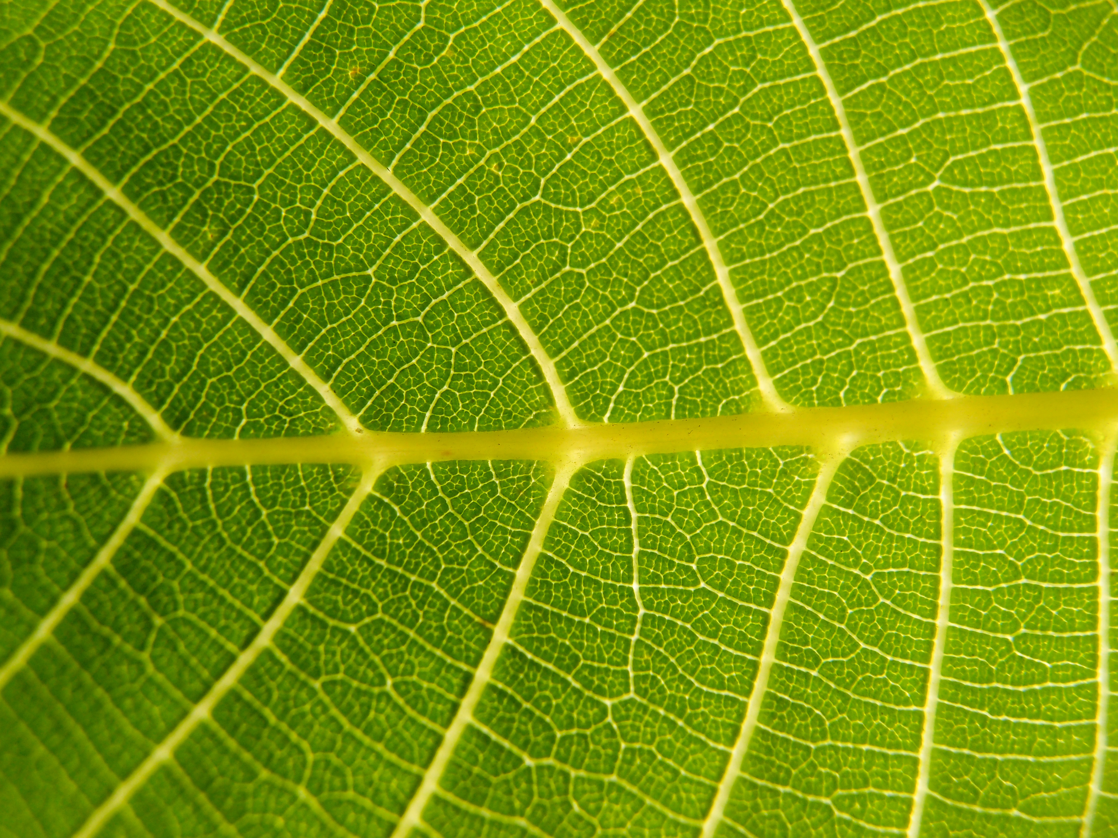 Nature Leaves Background Four | Photo Texture & Background