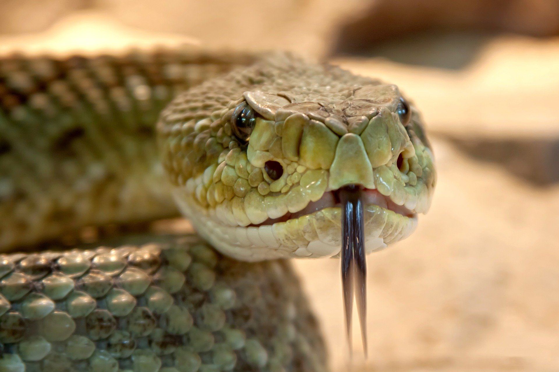 Snacking snakes act as 'ecosystem engineers' in seed dispersal