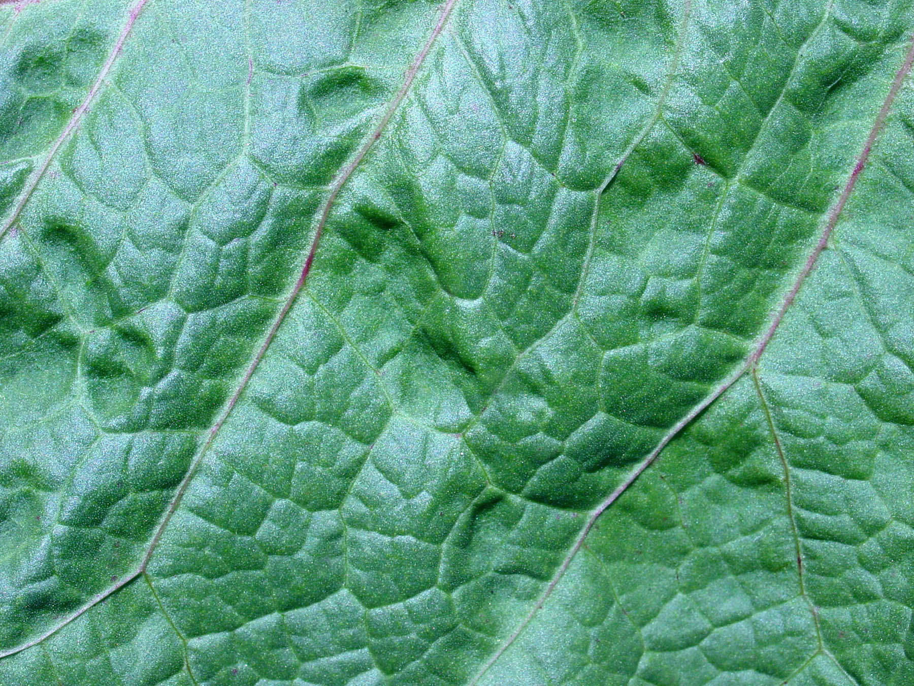 Organic texture, Green, Leaf, Organic, Plant, HQ Photo