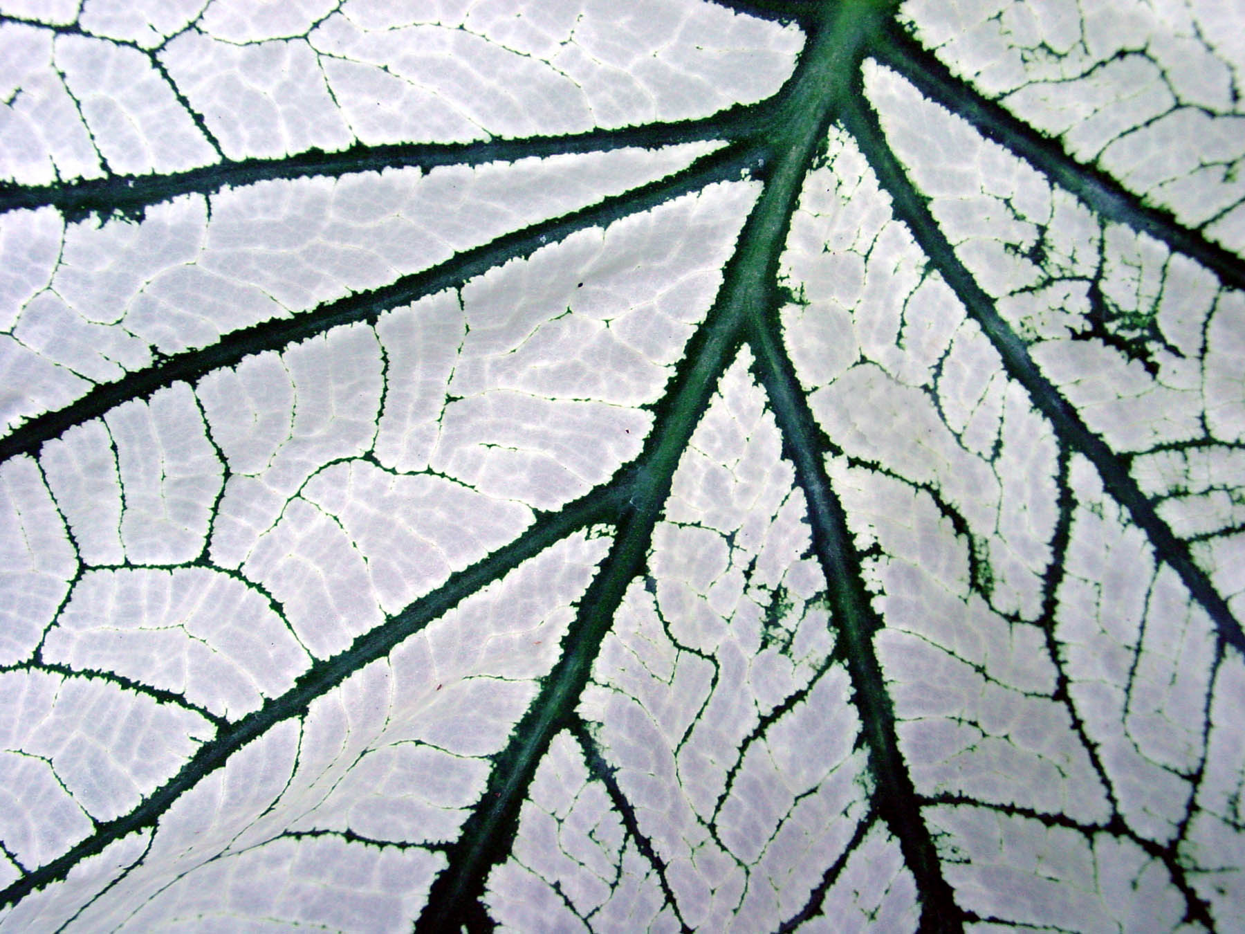 Organic texture, Green, Leaf, Lines, Organic, HQ Photo