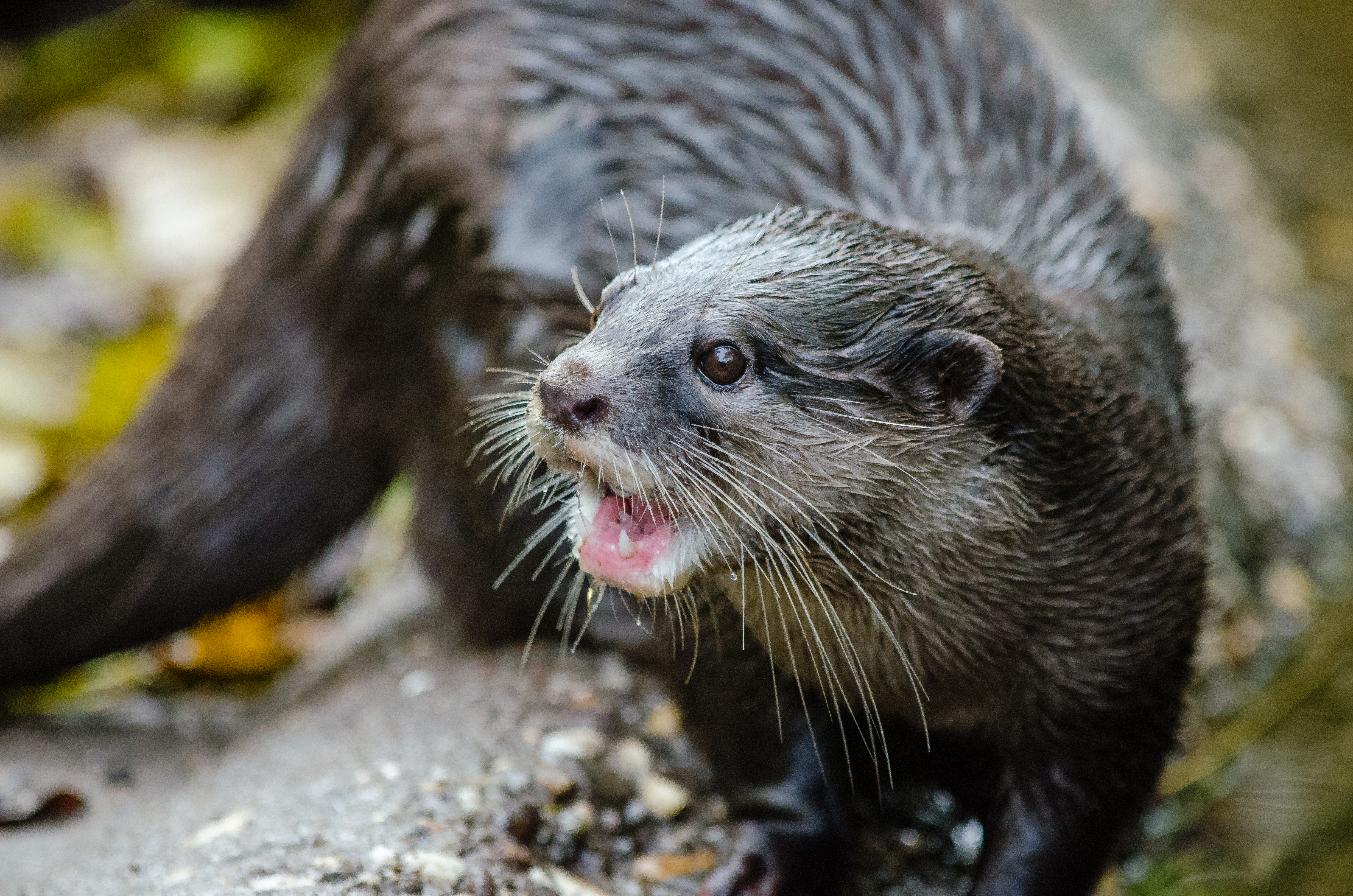 Oriental small-clawed otter, Adorable, Play, Water, Wasser, HQ Photo