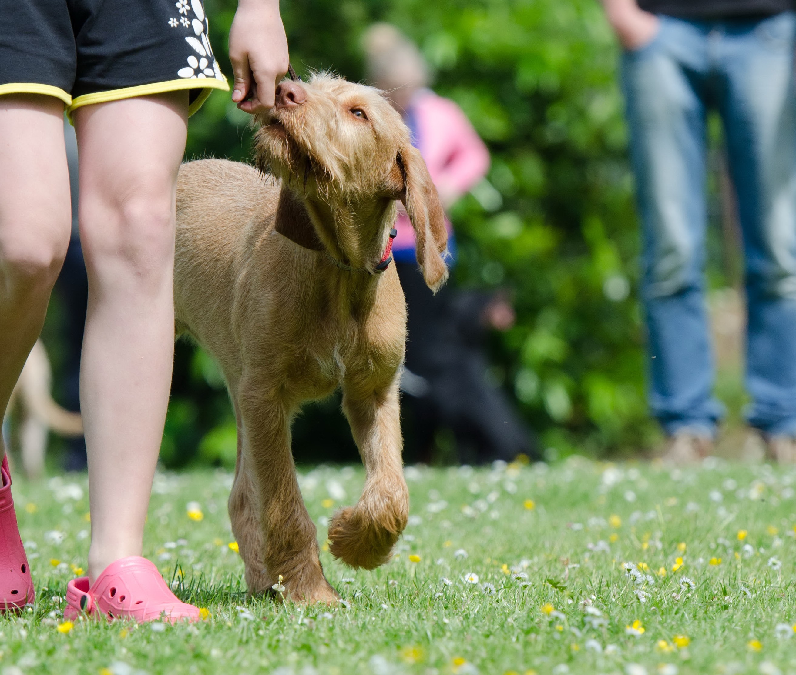 Free Images : grass, lawn, puppy, hunting dog, viszla, vizsla, dog ...