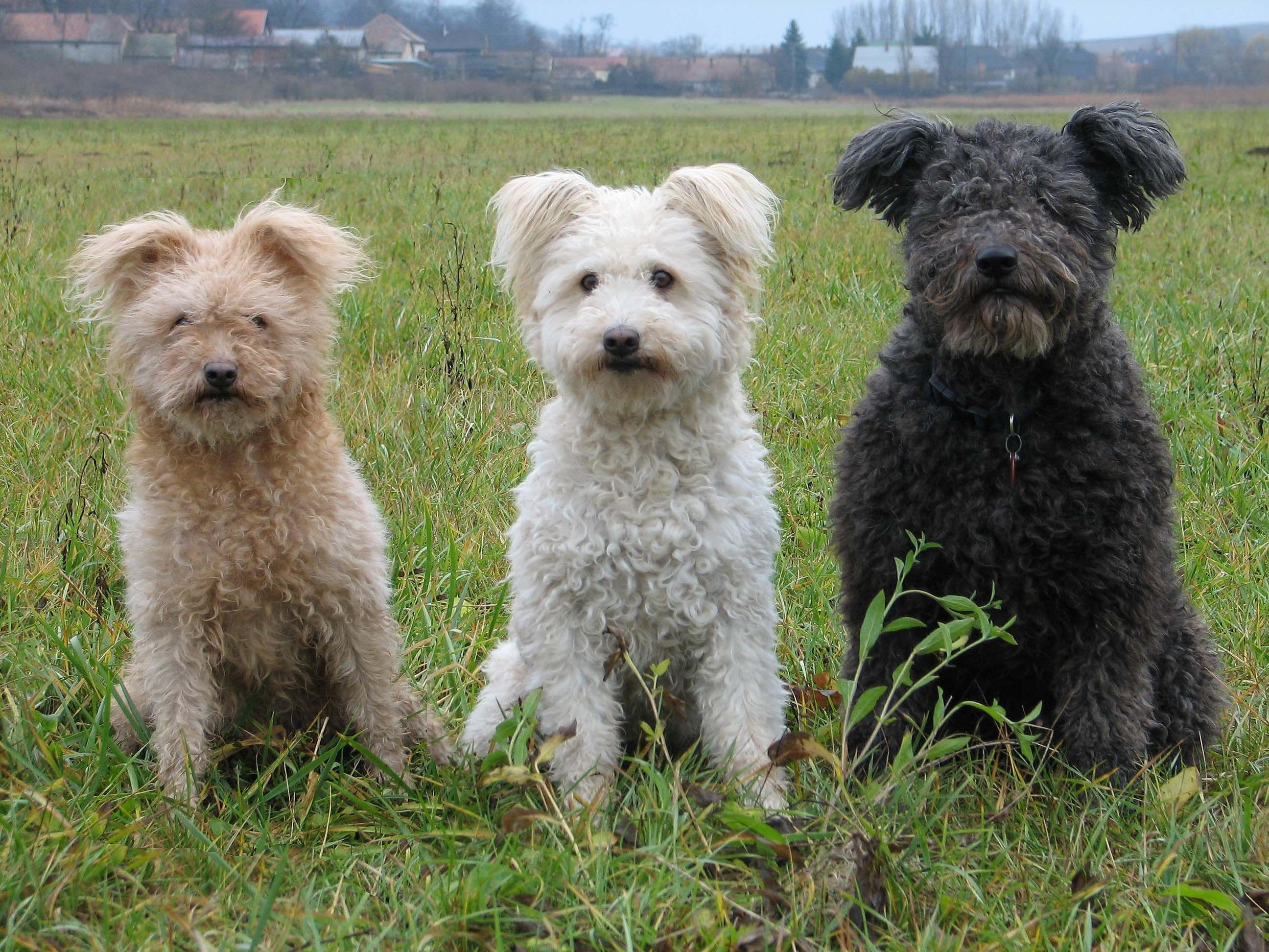 pumi / pumi, Hungarian or magyar terrier http://en.wikipedia.org ...