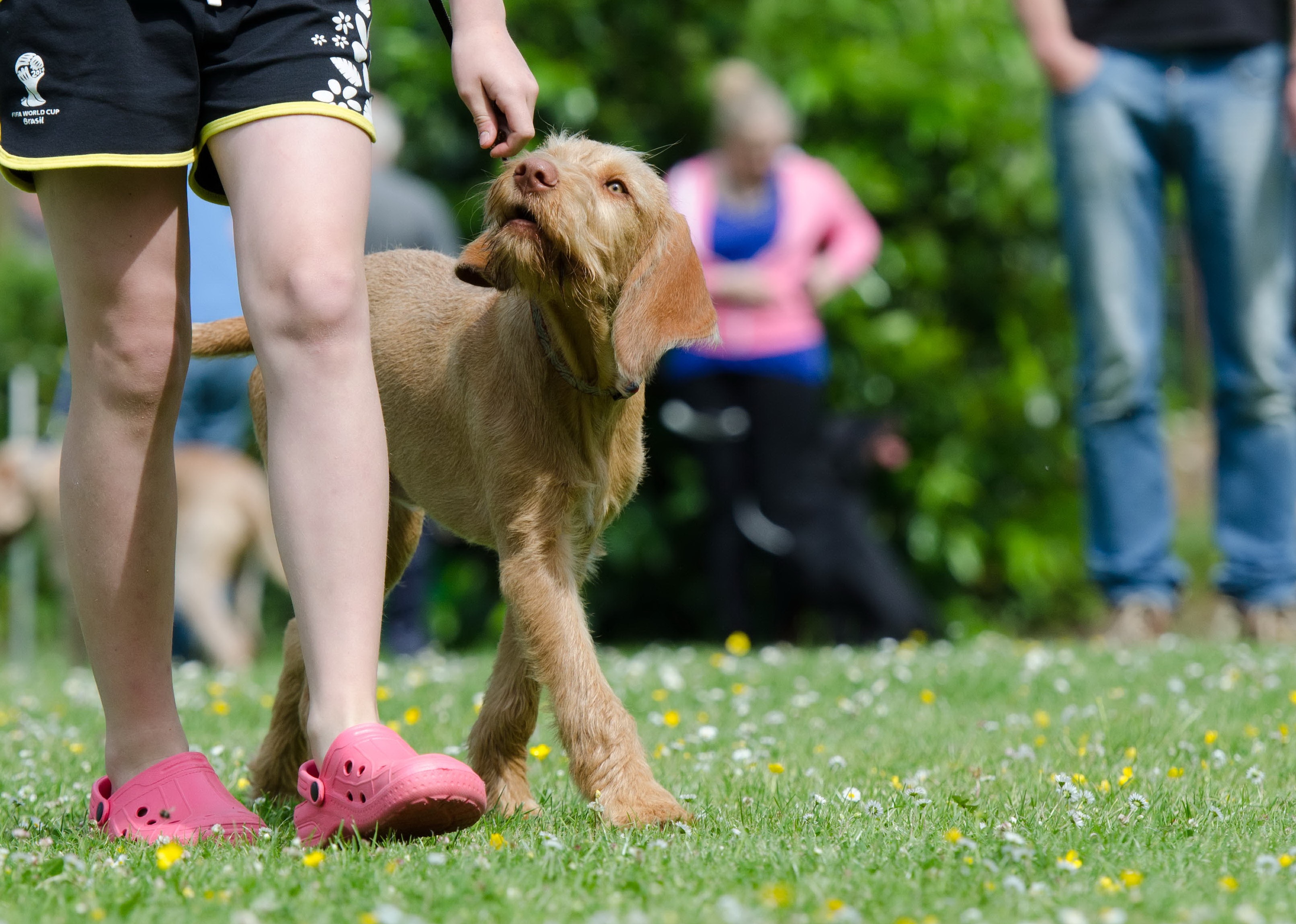 Free Images : grass, lawn, puppy, sports, dog training, dog walking ...