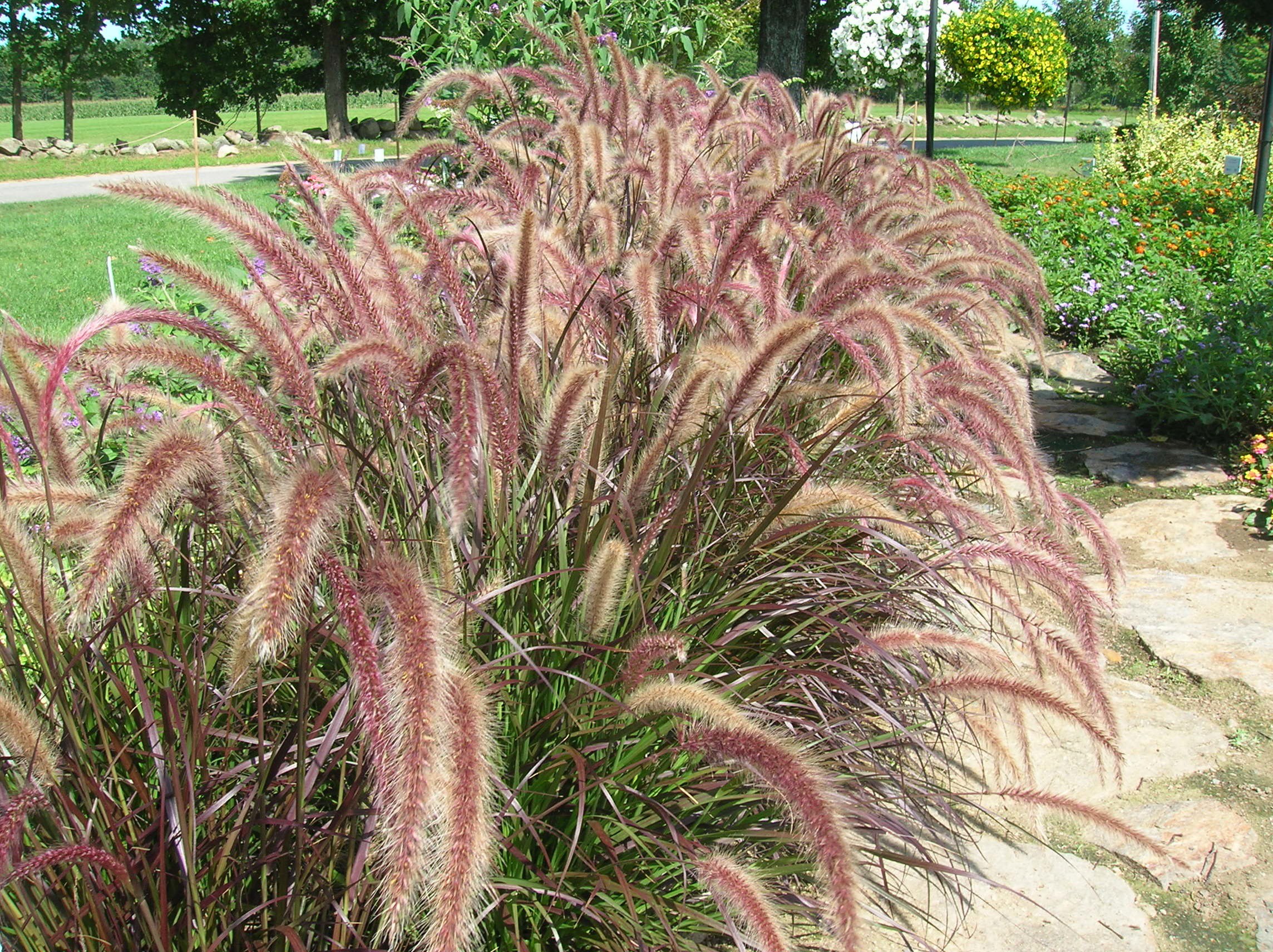 How to Grow: Ornamental Grasses- Growing, Caring for Ornamental Grass