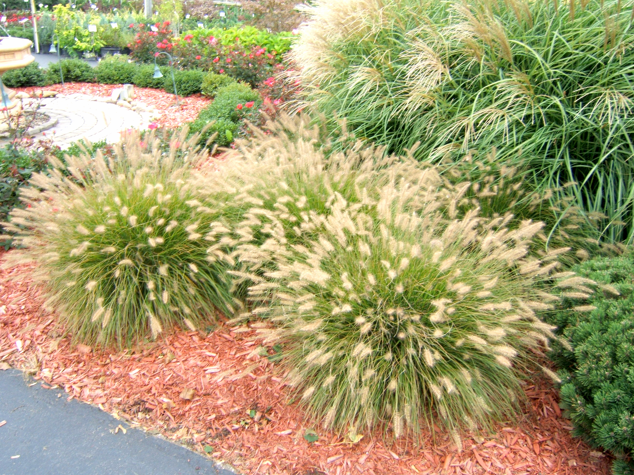 Get It Growing: Ornamental grass adds beauty with minimum effort ...