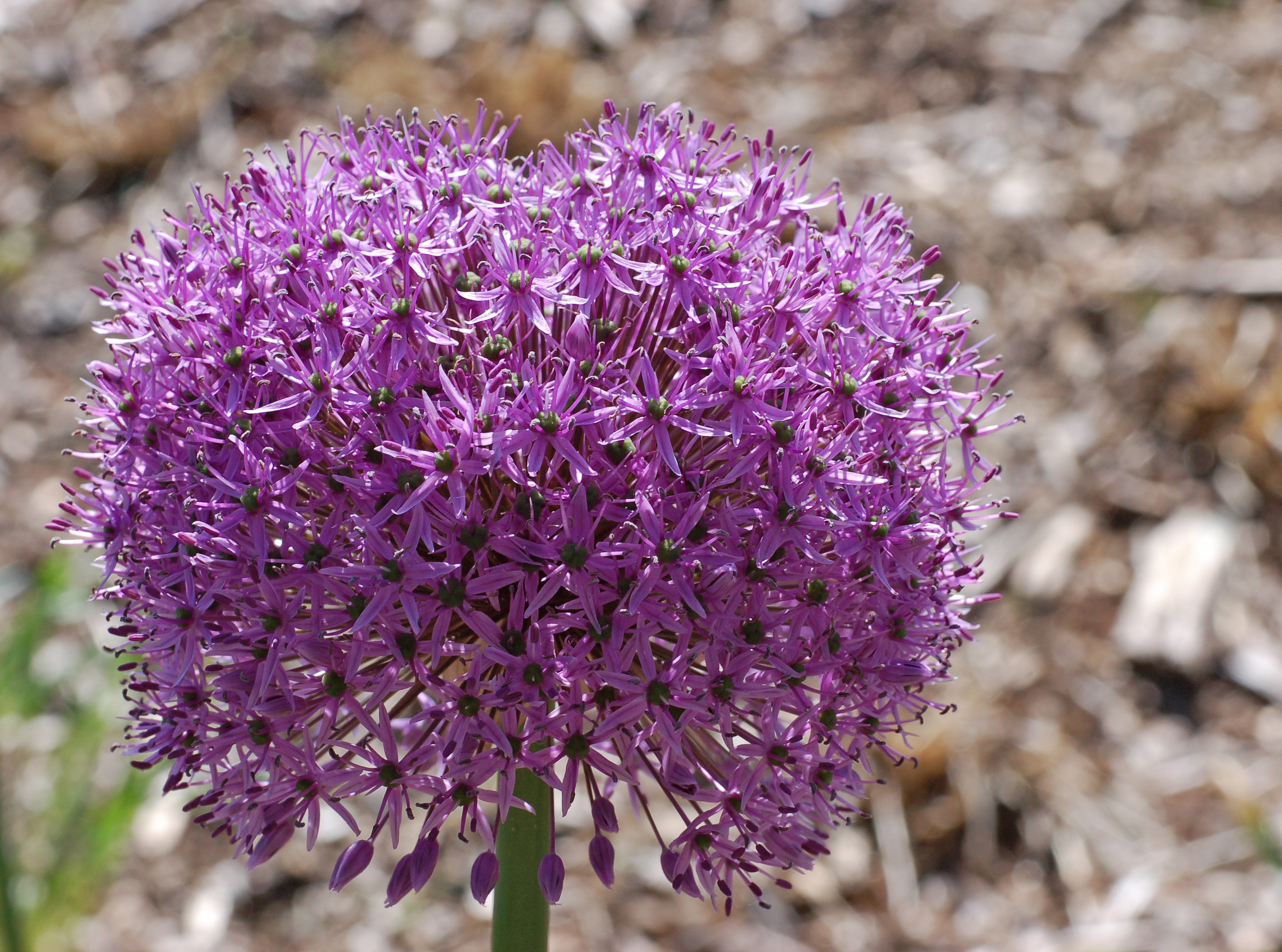 File:Ornamental Onion Allium 'Gladiator' Flower Head 2691px.jpg ...